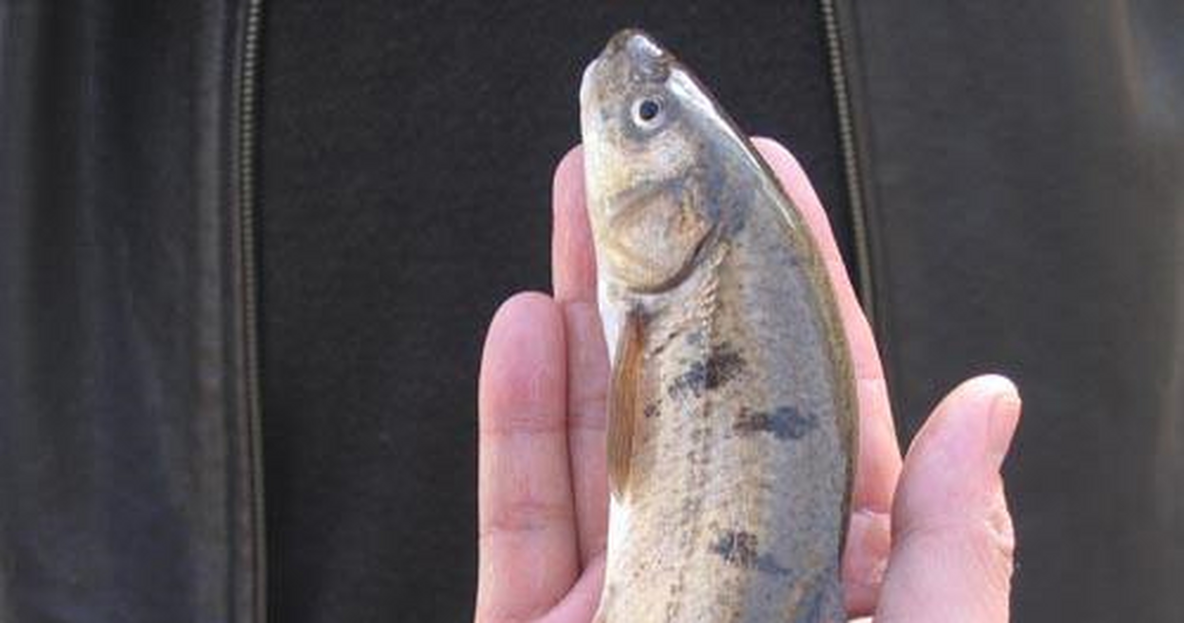 裸鲤是鲤科鱼的一种,长相上和鲤鱼比较相似,不过它的个头相比更长一些