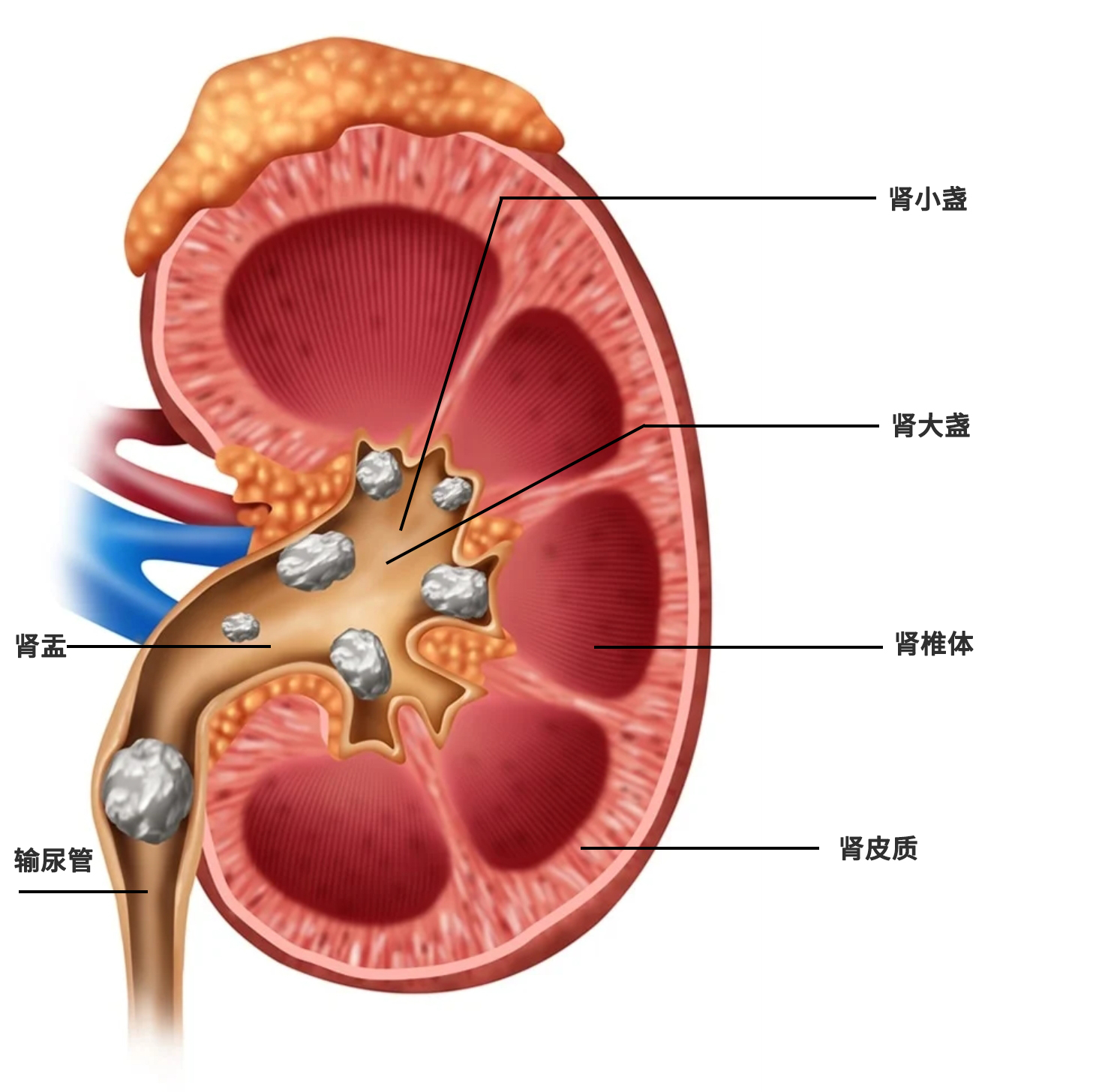 肾窦的结构图片