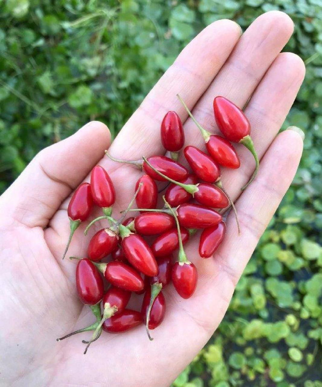 网友:野生枸杞子.