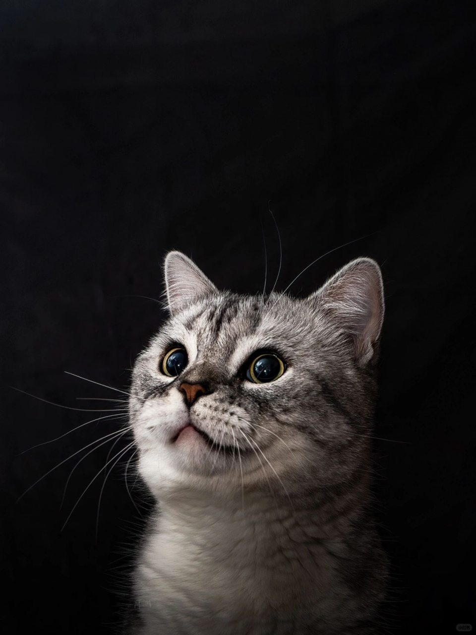 宠物摄影|猫咪黑白情绪写真  想说的话都在照片里