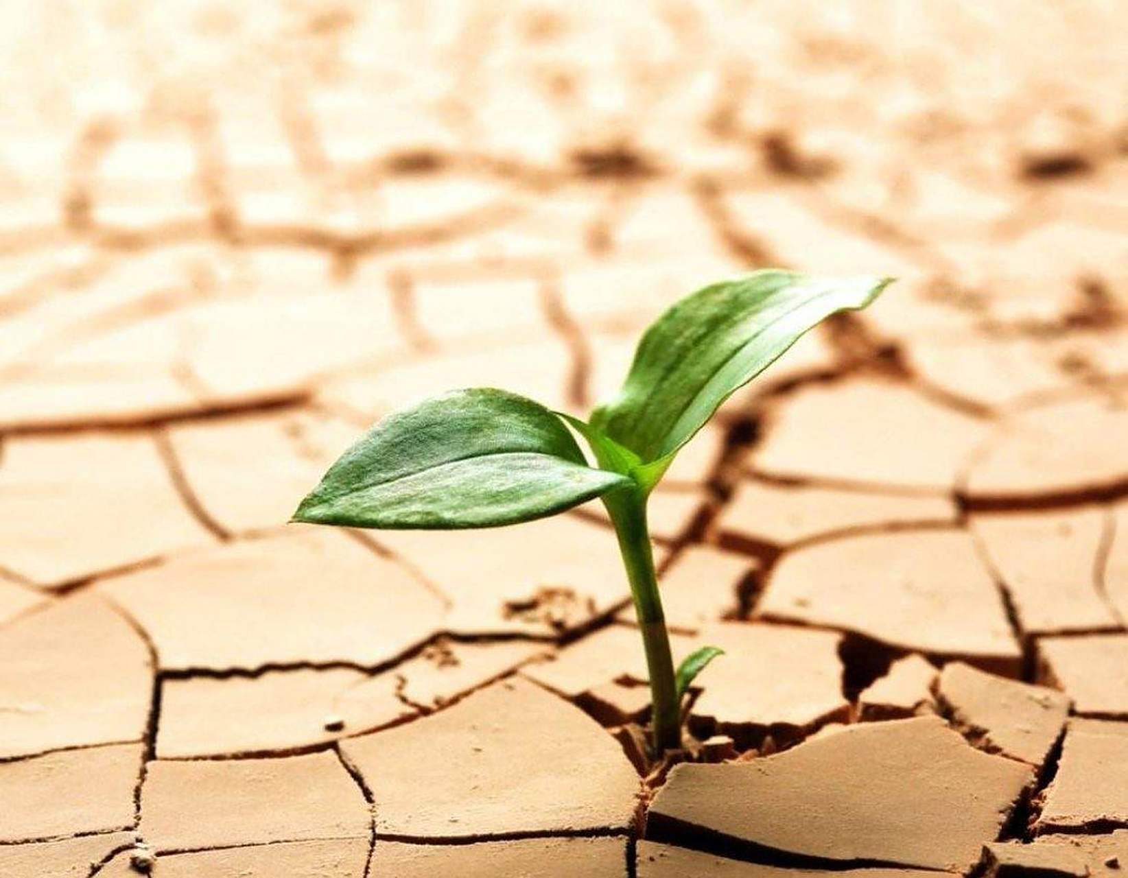 小草都能这样坚强的活着,做人为什么不能努力的活着呢? #趣图搞笑