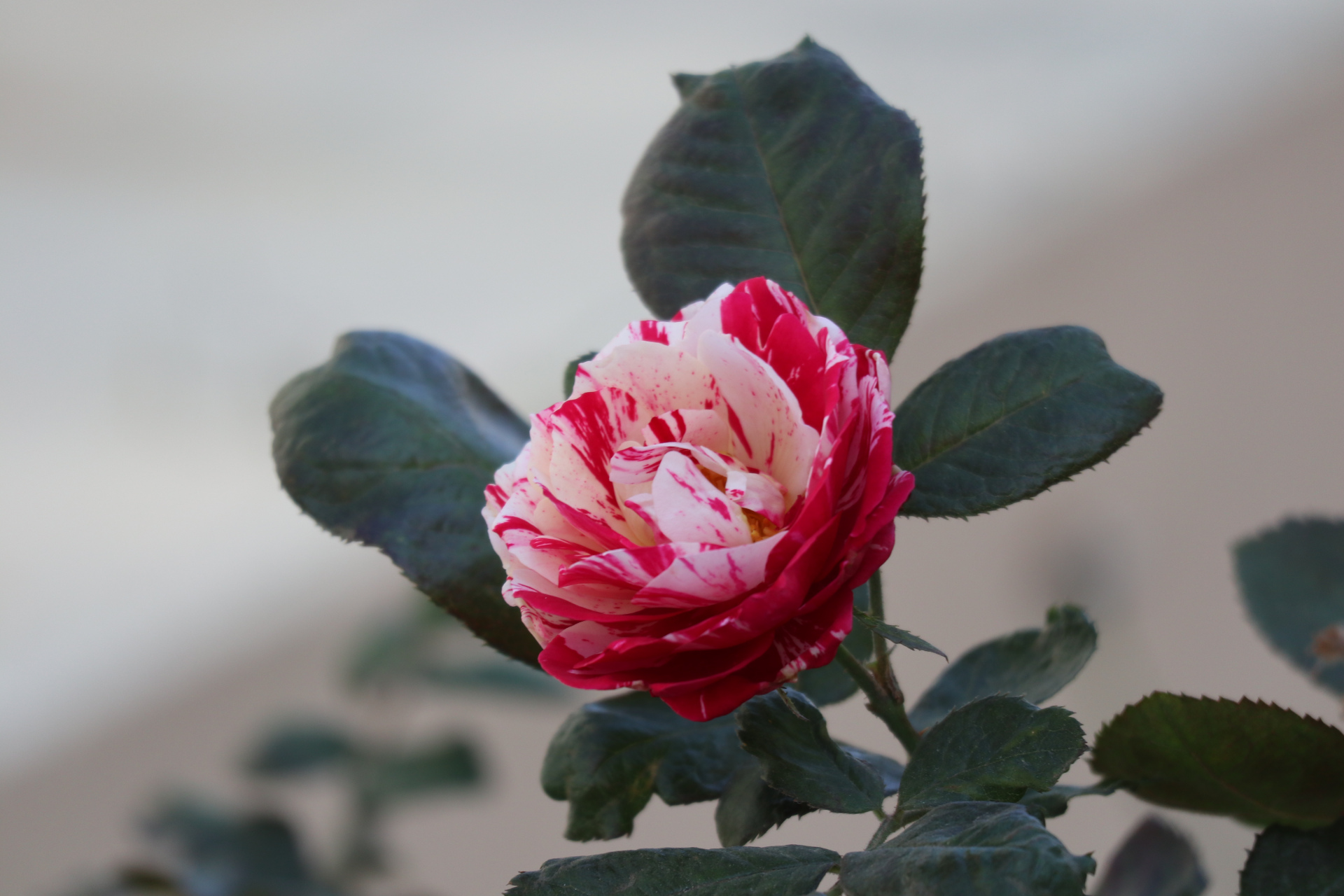 原创摄影之混色月季#金秋图文动态创作节