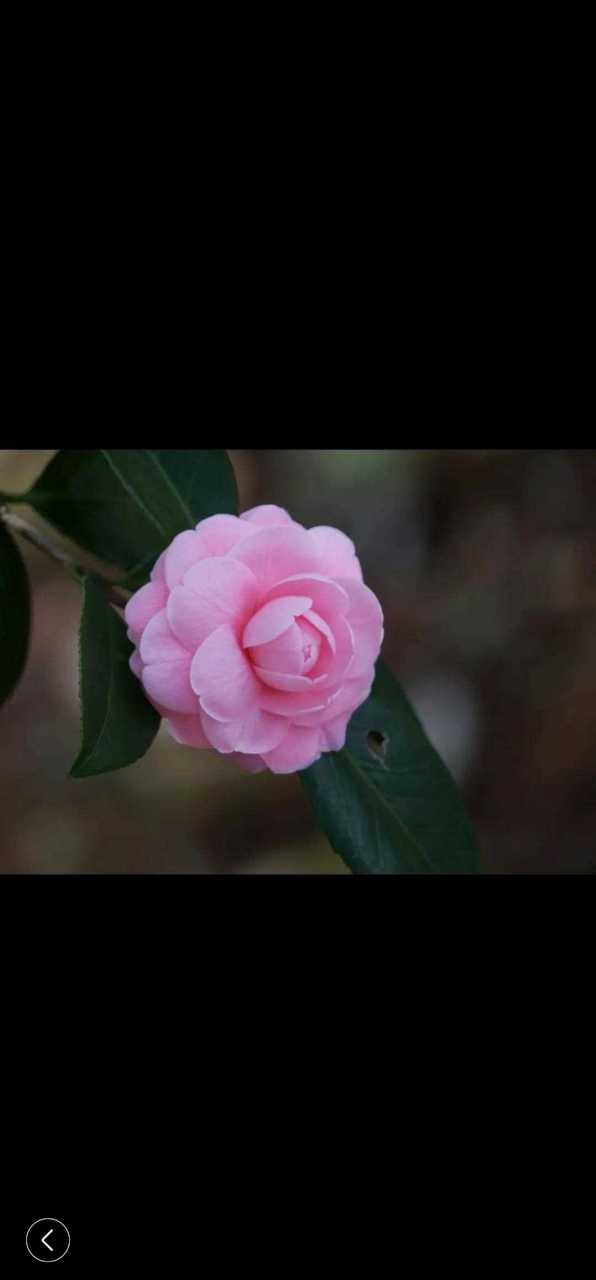 山茶花的花瓣层层叠叠,柔软而有弹性,花瓣里缀满了许多金黄色的小