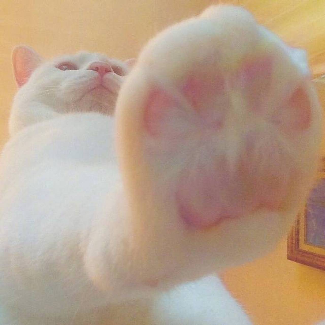 猫爪爪控们,速度转起收藏#搞笑