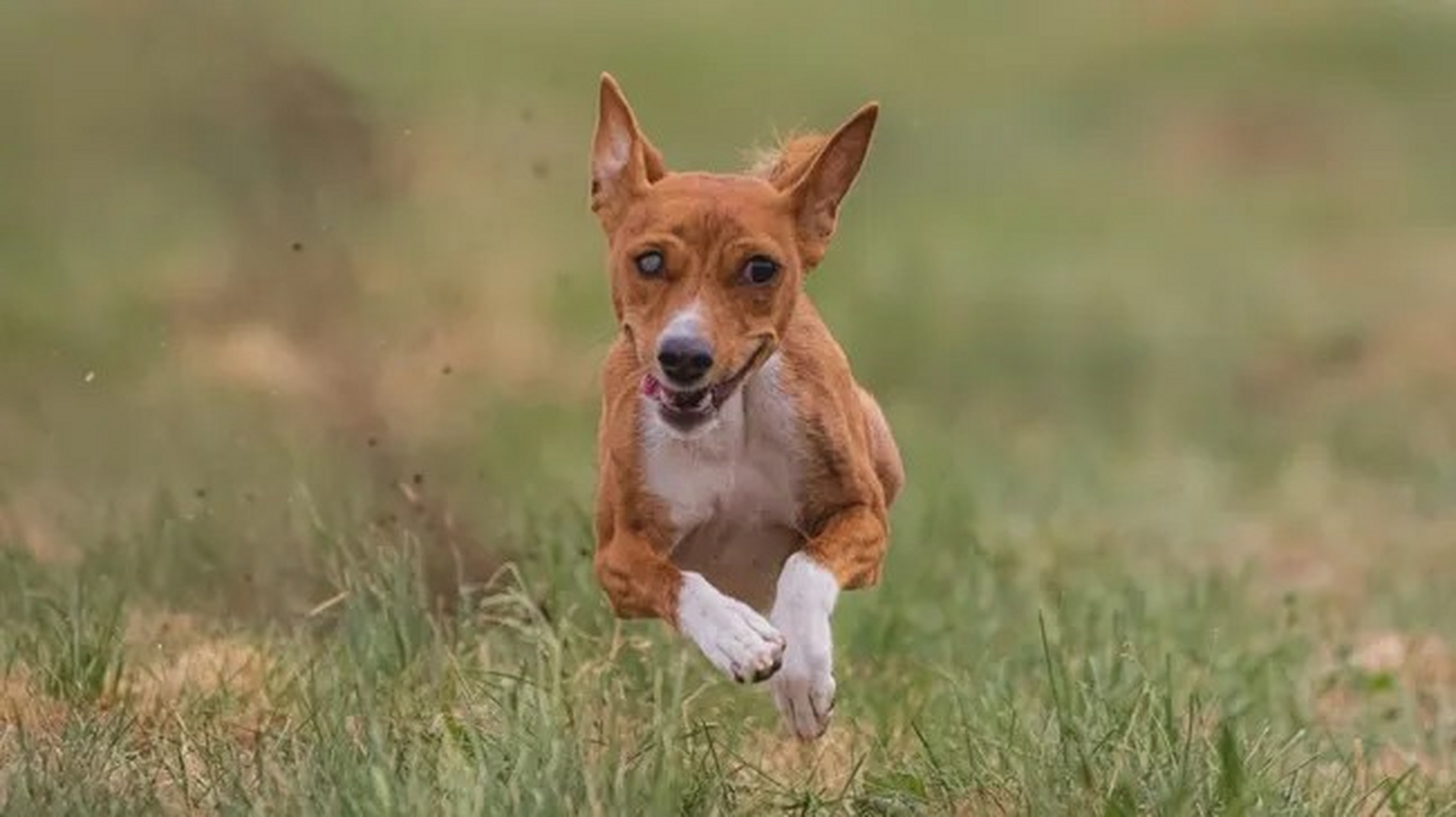 巴山基犬图片