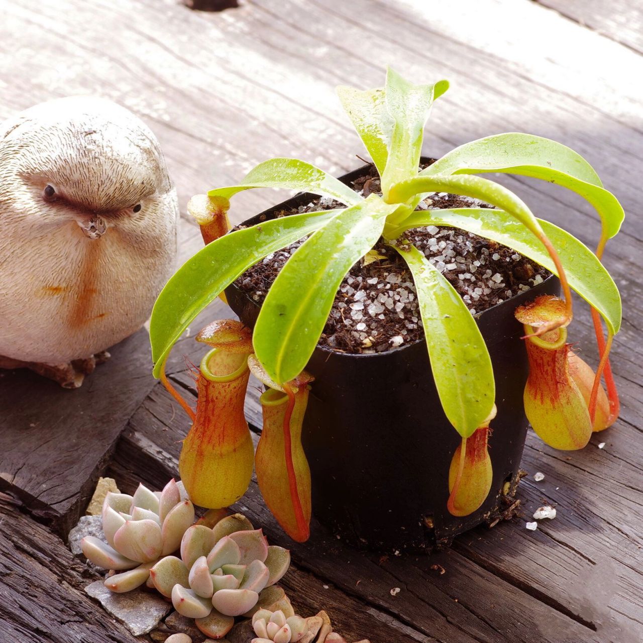 "捕蚊高手"猪笼草 🌵名称:猪笼草 🪴别名:猴子