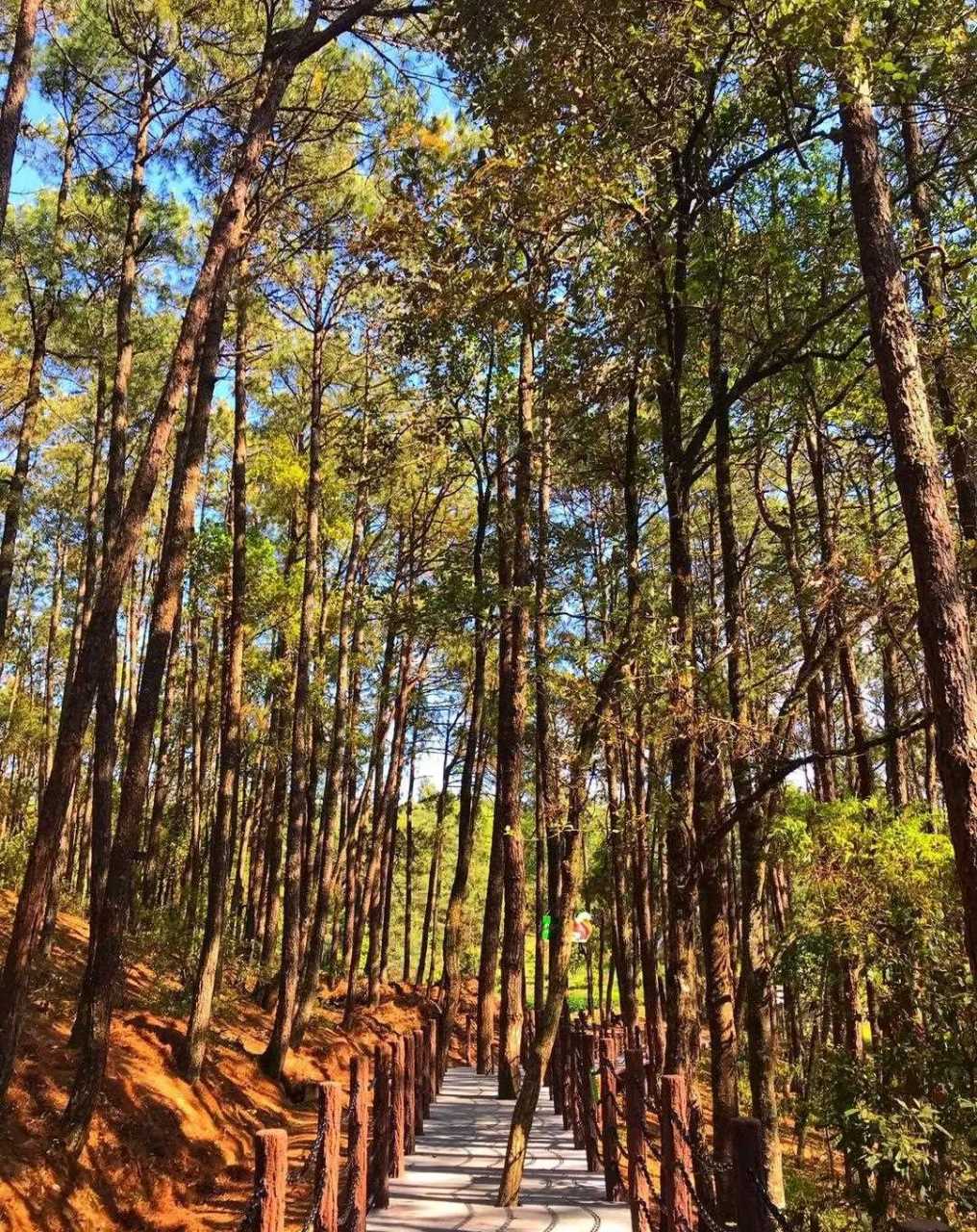 云南保山的龙陵县,有一个地方,叫松山.