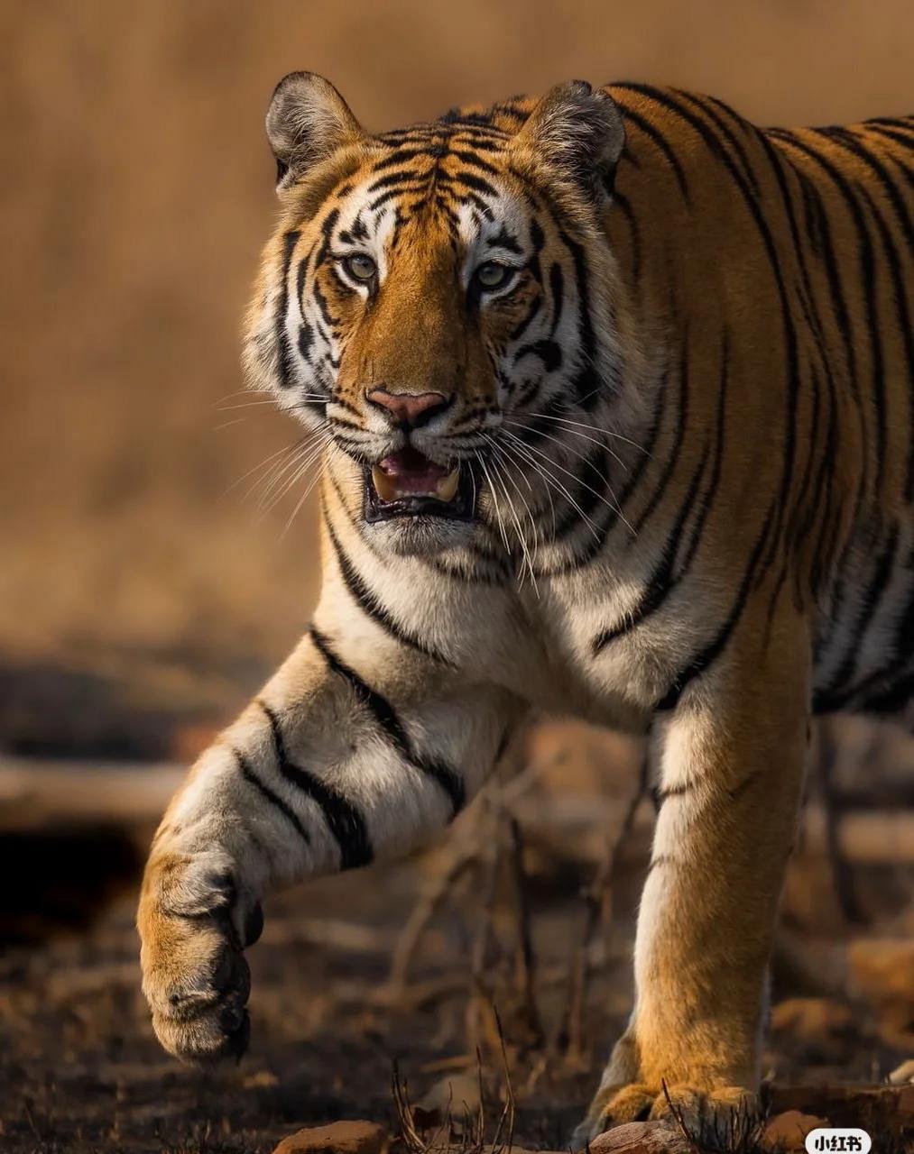 动物世界老虎的威武身姿