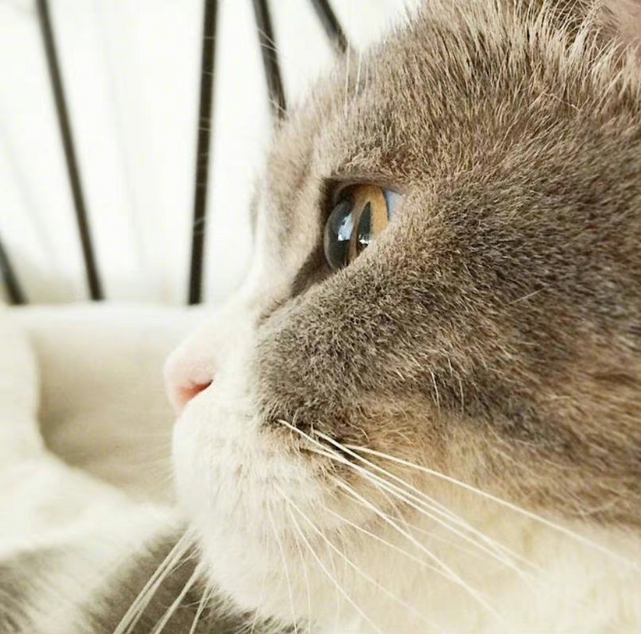 分享一波猫咪侧脸杀