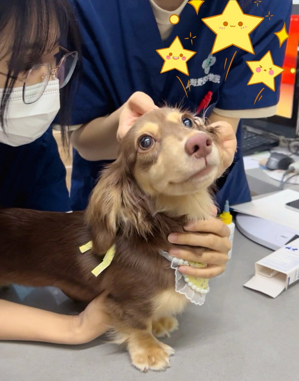你打针不痛,对嘛～,  上周没有更新,是因为我的狗狗拉薇进行了绝育