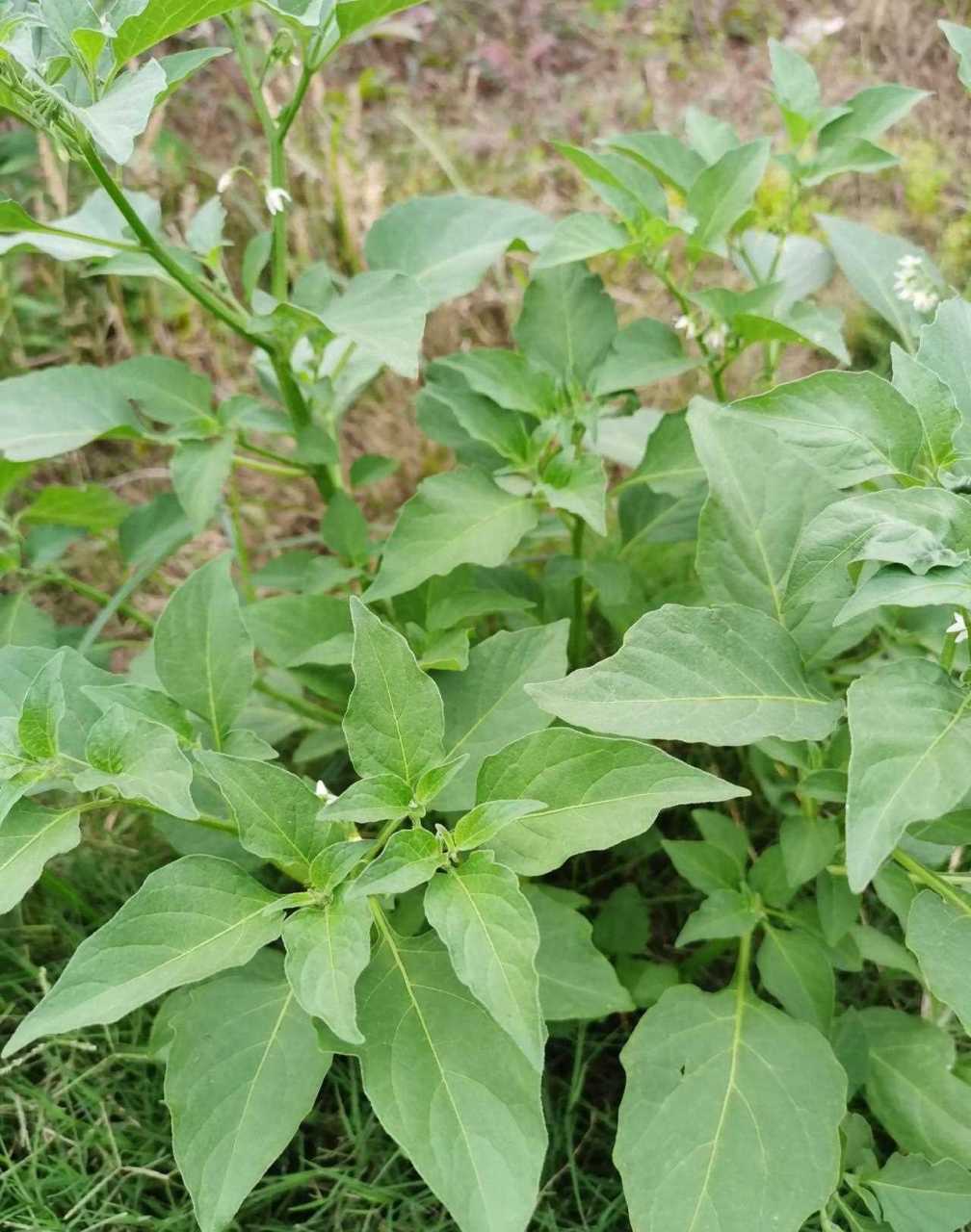 被误认为是辣椒苗的野菜.[?