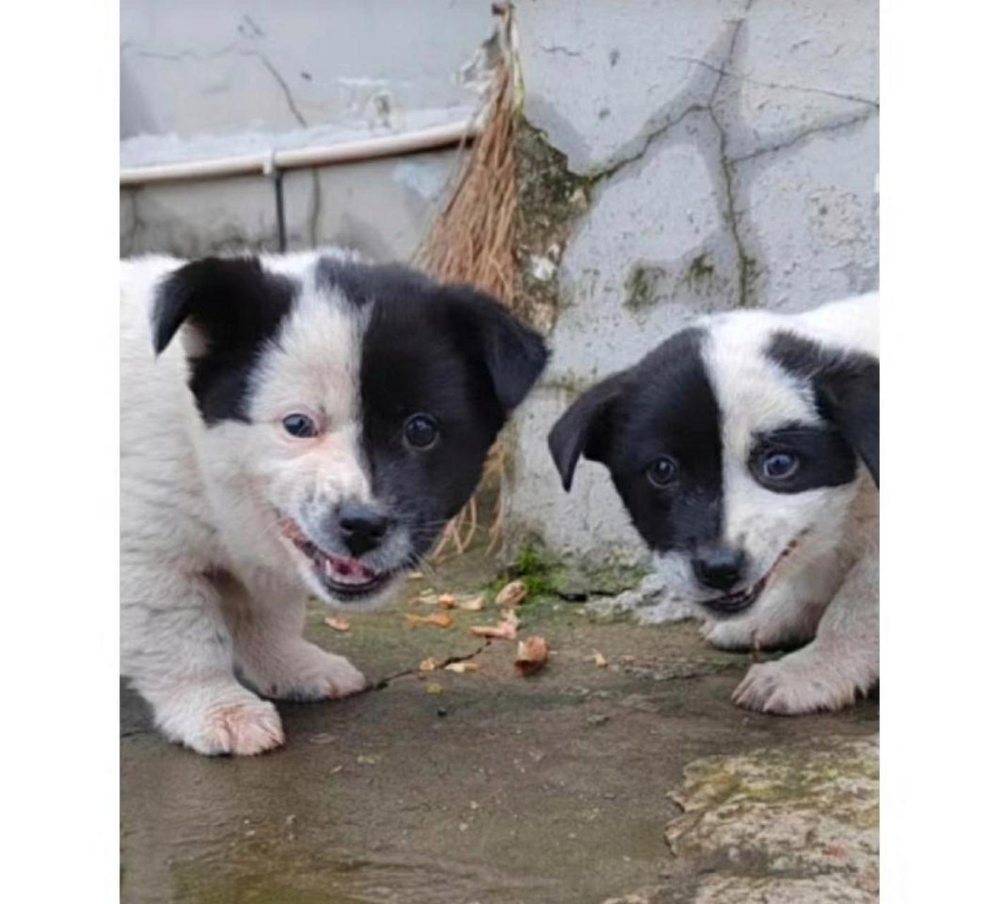 朋友送了两只小狗给我,长得比较奇特,给它们起个什么名字好?