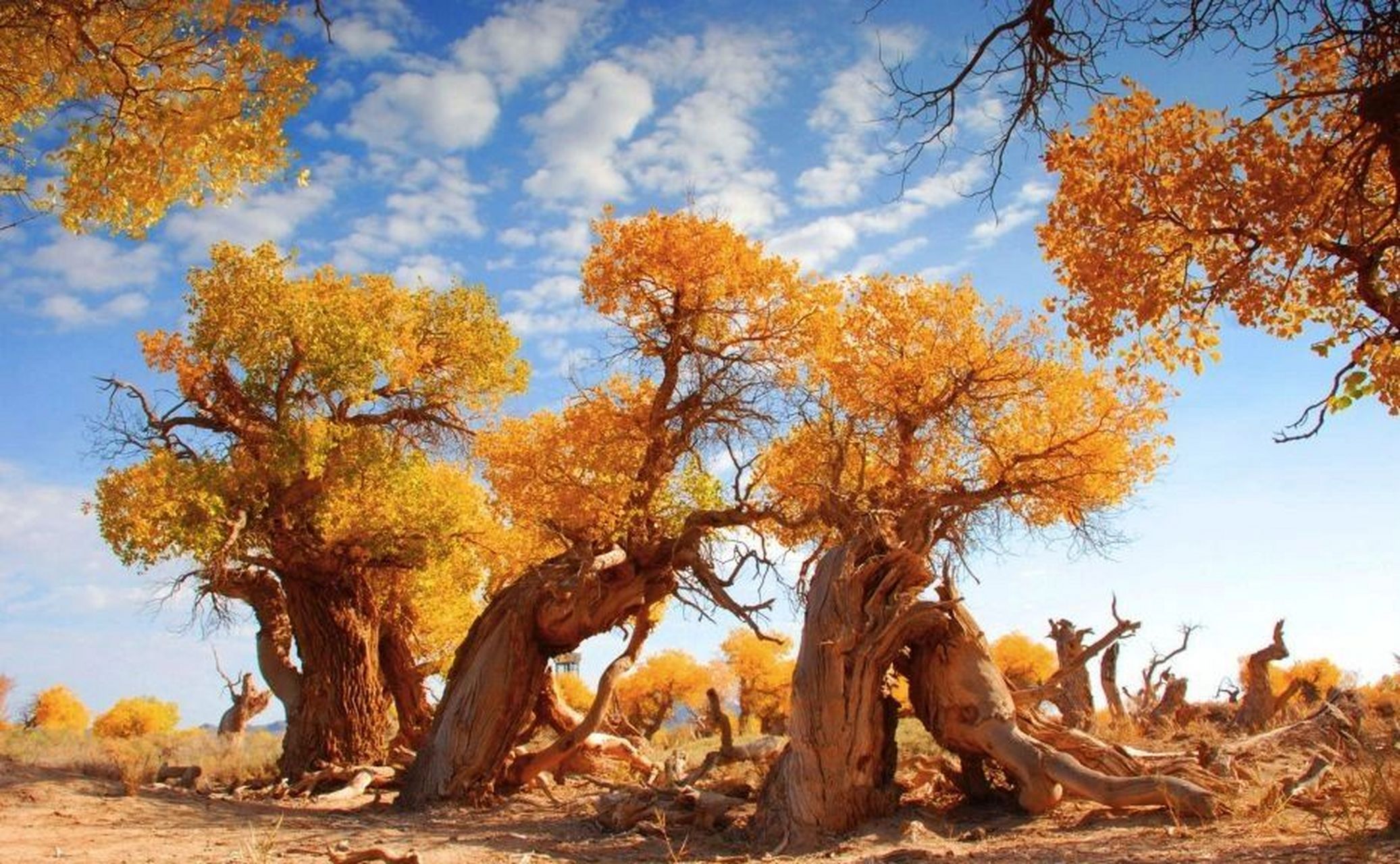 8,泽普金胡杨国家森林公园 昆仑山下叶尔羌流域的胡杨林.