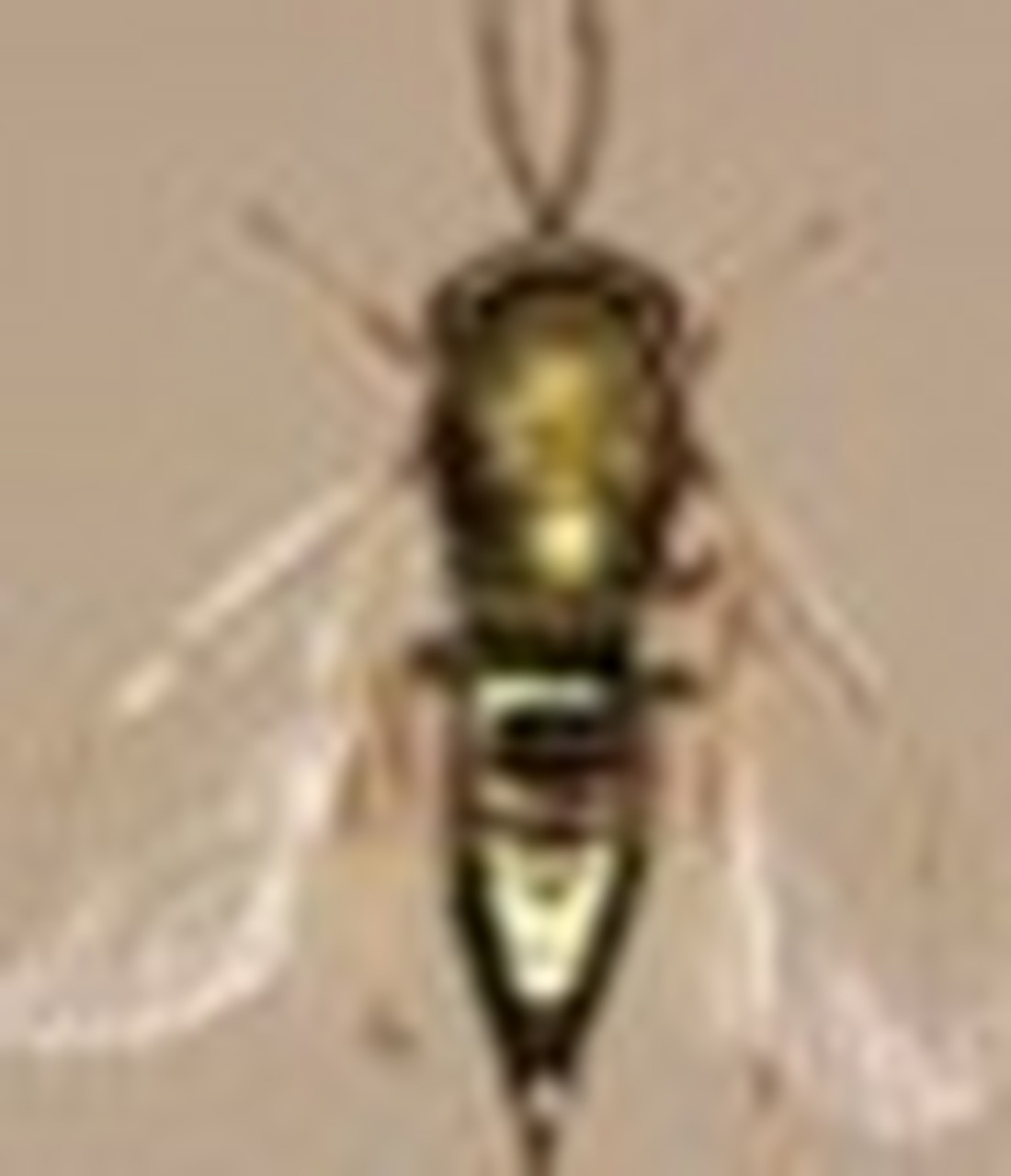 娇小的赤条蜂 赤条蜂的巢穴是建筑在疏松的极容易钻通的泥土里的.