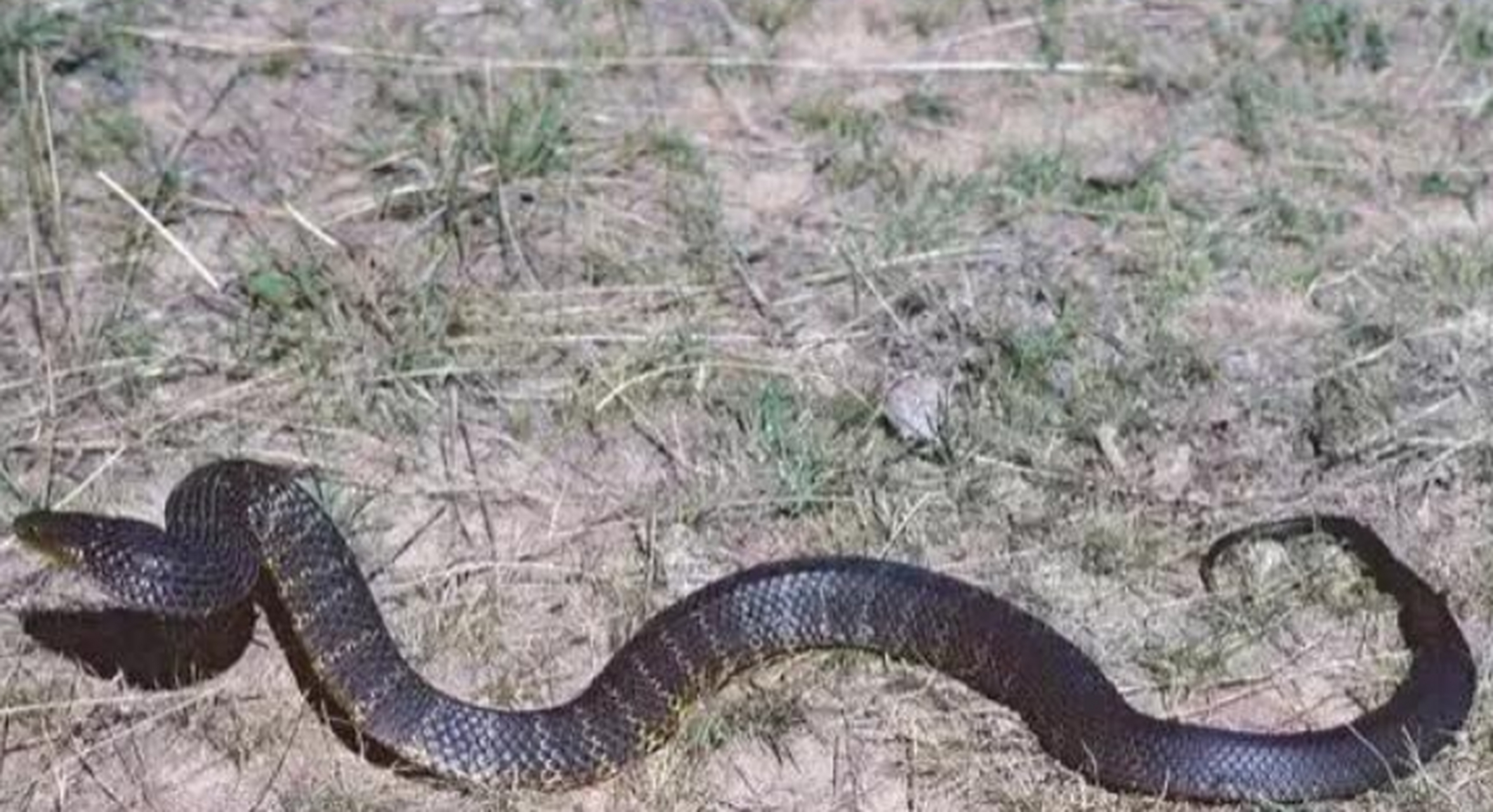 内陆太攀蛇是世界上最毒的毒蛇,它又叫细鳞太攀蛇,身长两米左右,分布