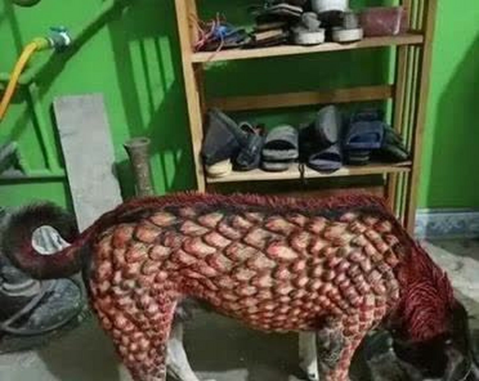 山海驯兽——麒麟犬