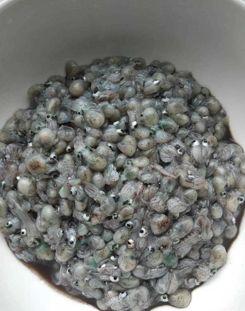 大连的有很多不起眼的小海鲜,以前给我感觉都没有人稀得歹.