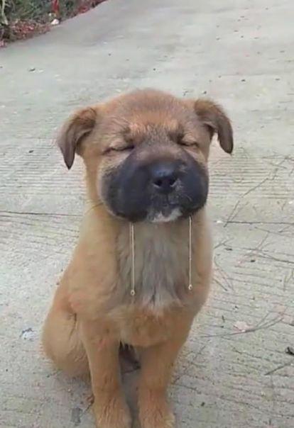 这是闻到了什么好吃的,口水拉丝这么长