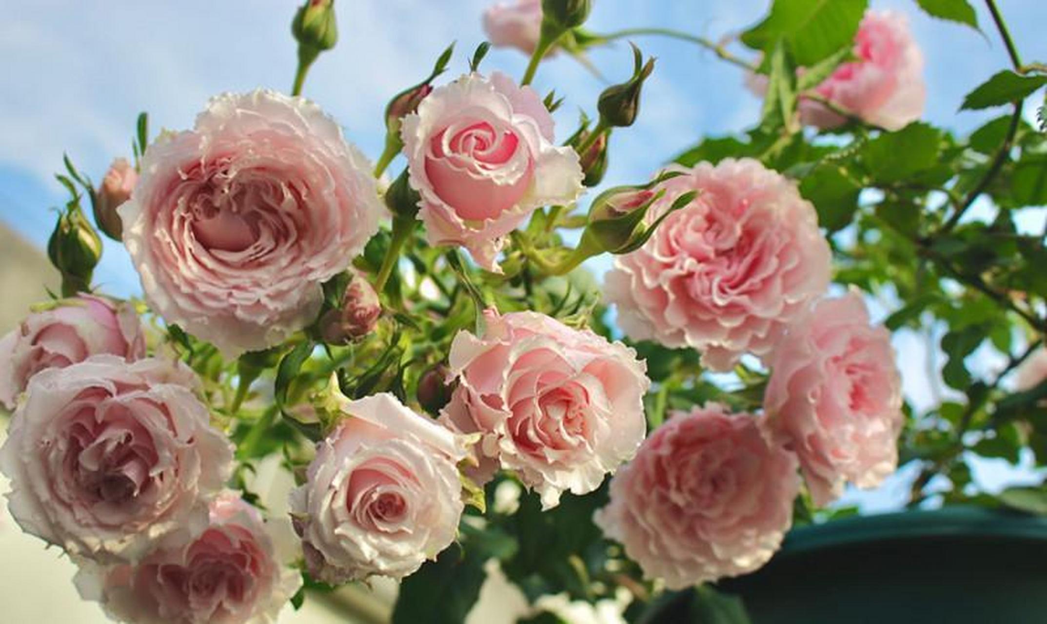 月季花界的"仙女"——美咲,超级漂亮的品种,花径有10公分大,花型大而