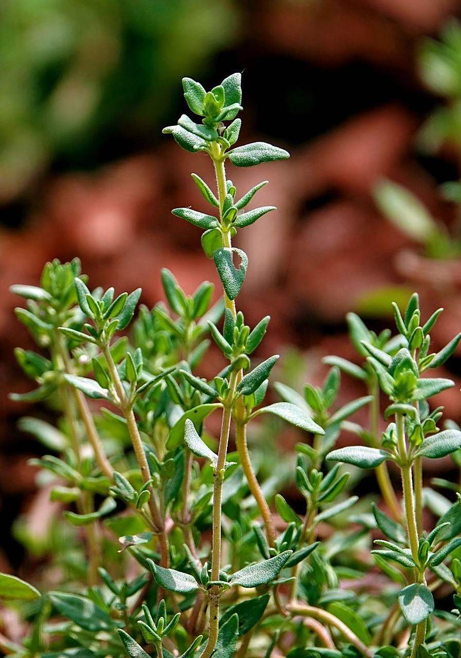很多人在做饭,特别是在炖肉的时候,经常会用到百里香,它也是一种很
