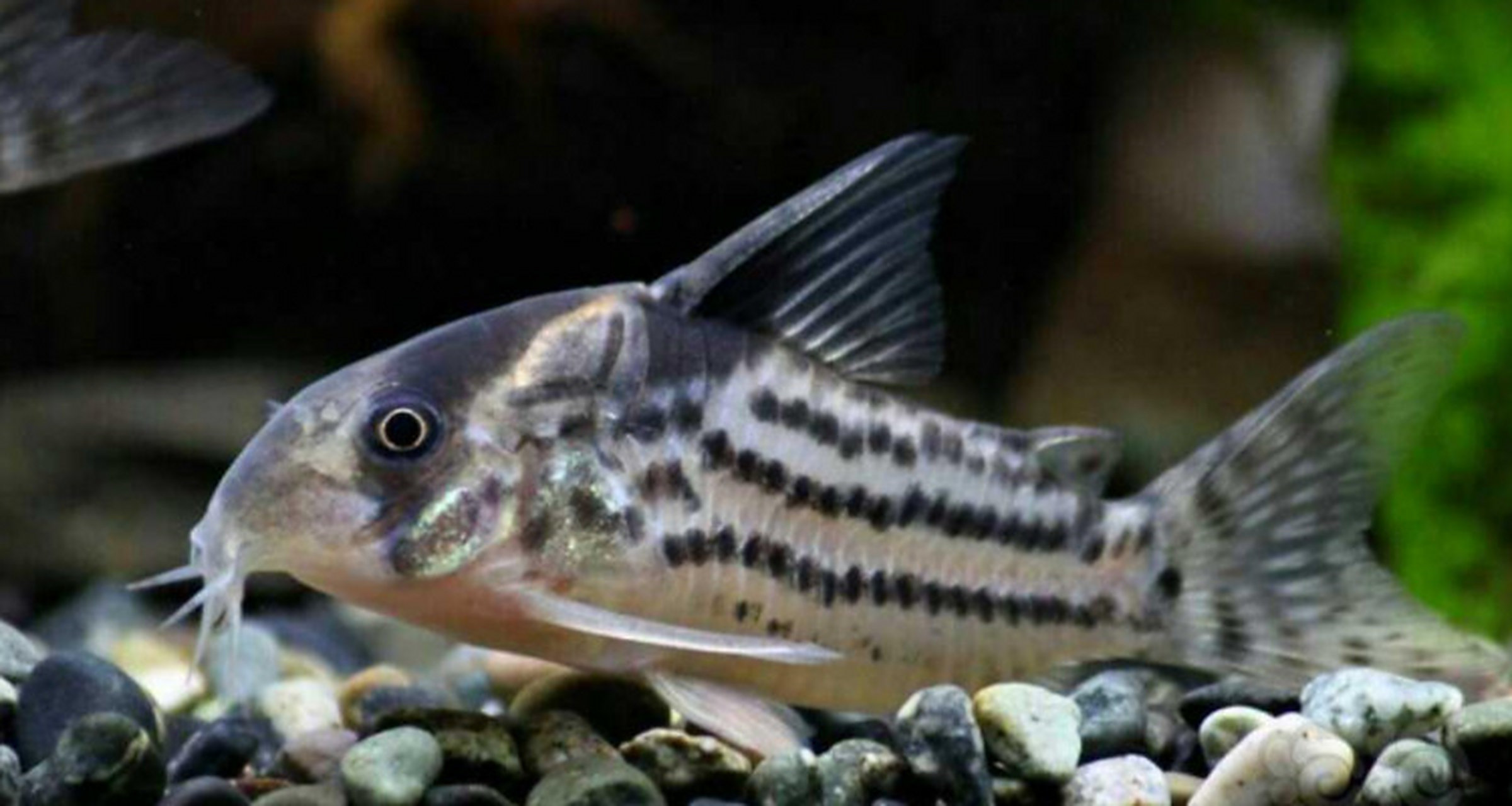 鼠鱼的家庭一般都是"雄性先熟",也就是雄性达到一定