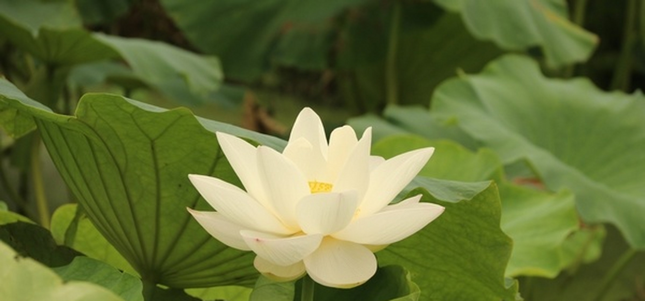 荷花多少一包?