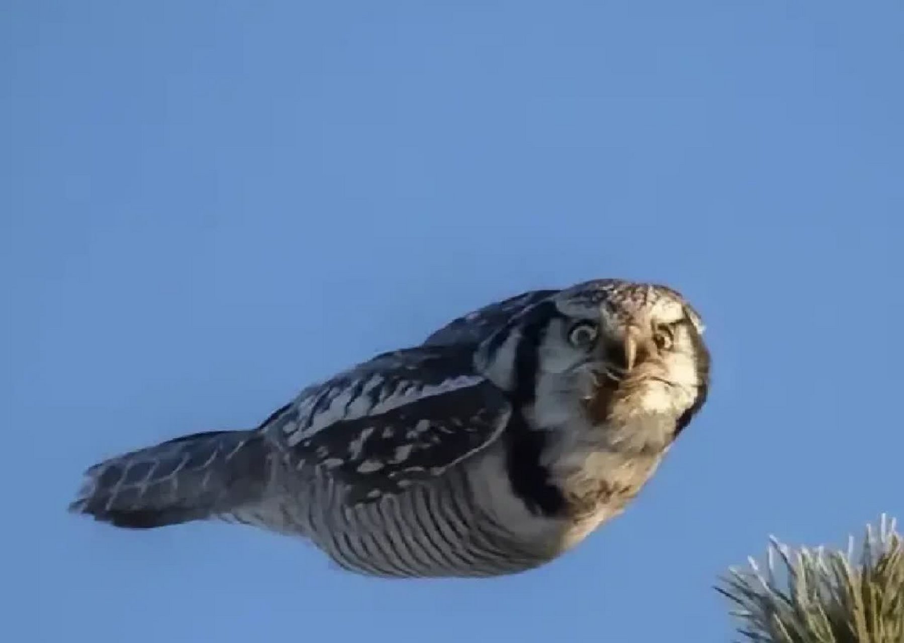 猫头鹰说:你好[笑又哭]#搞笑