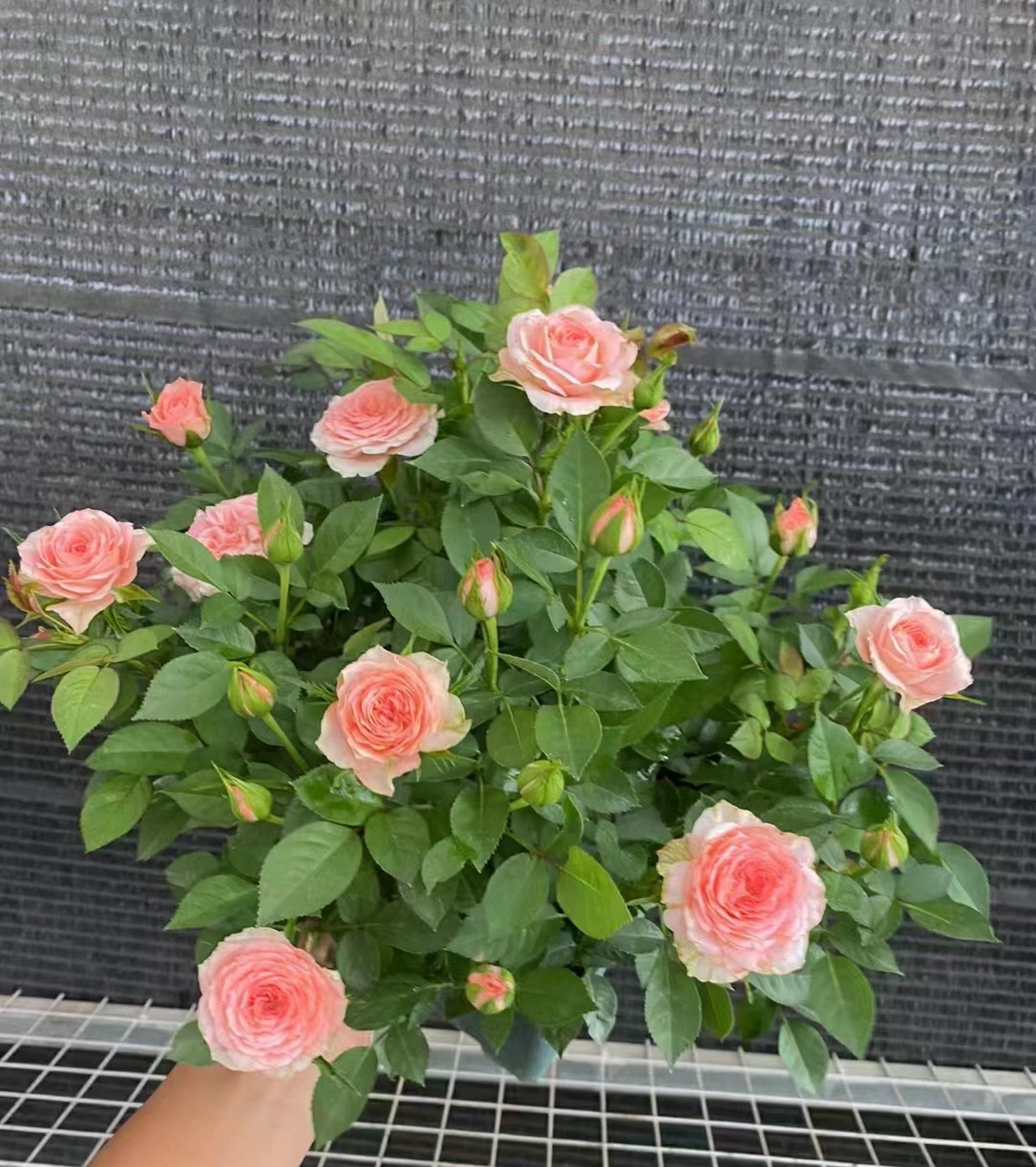 给大家推荐一个很值得养的品种——仙度瑞拉,微型月季,株高仅有30-40