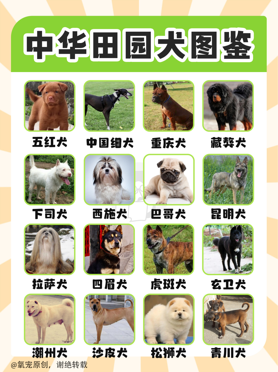 犬品种图片