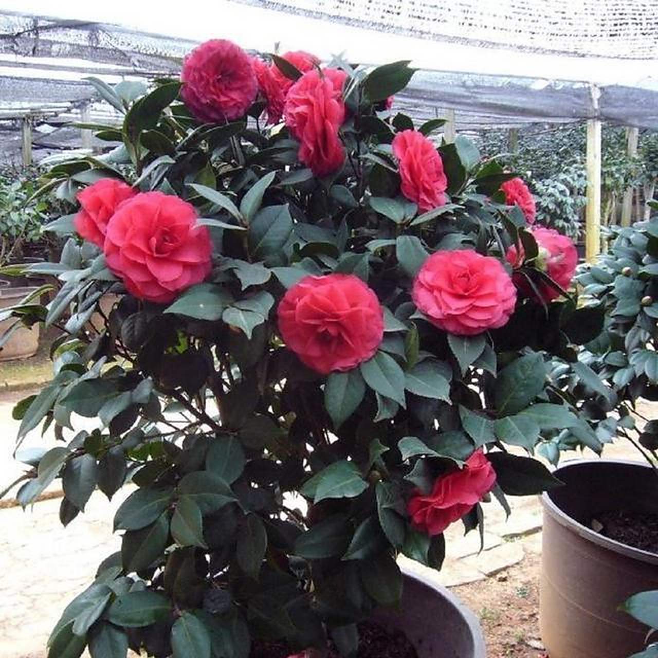 复色品种的茶花,观赏价值更高 [锦鲤]茶花是我国的传统名花,自古以来