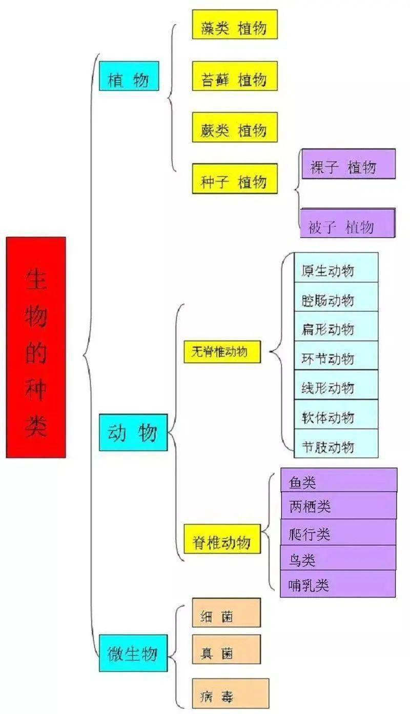 初中生物结构图打印版图片