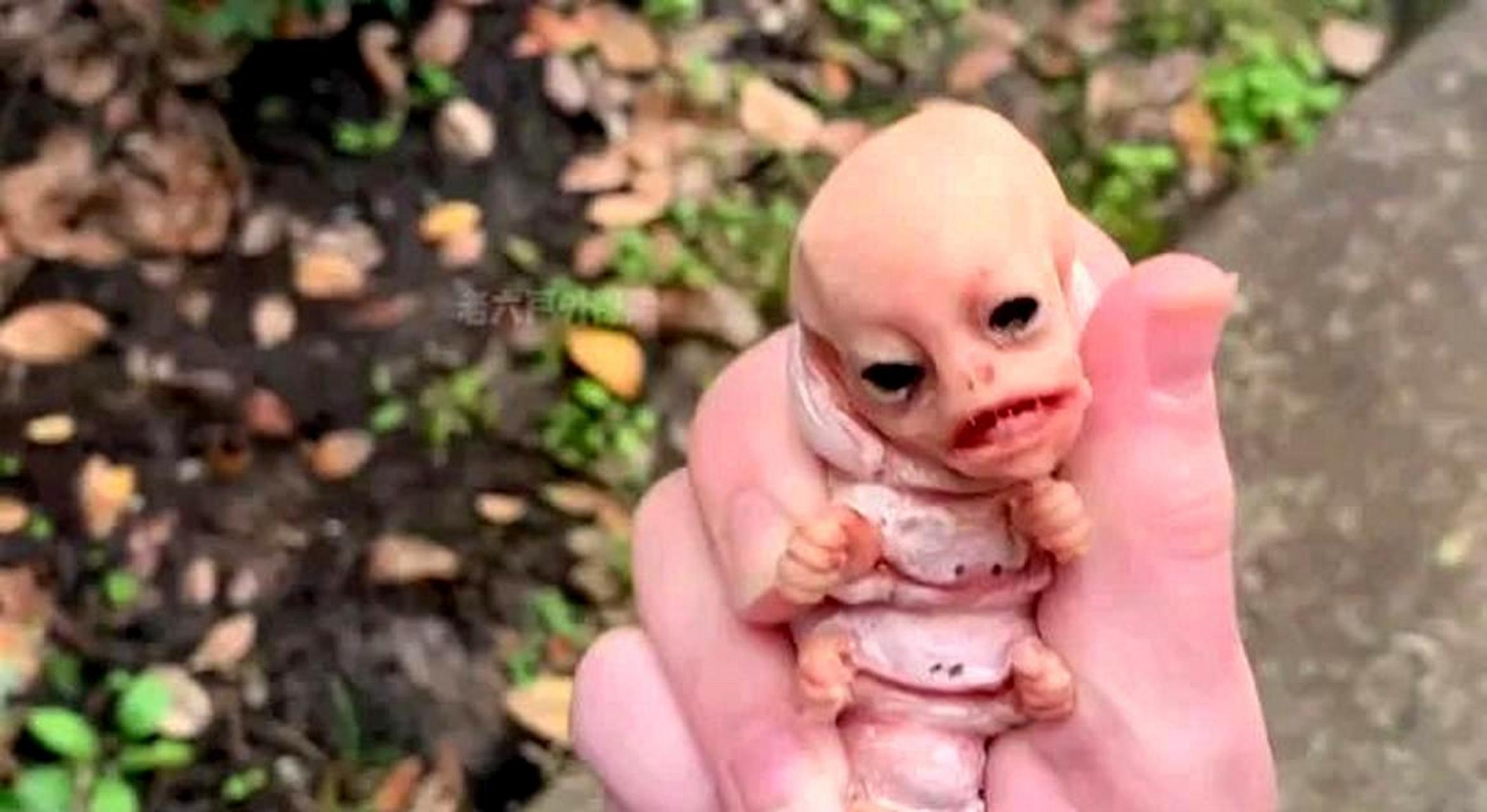 这是糖宝吗?还是其他虫子?