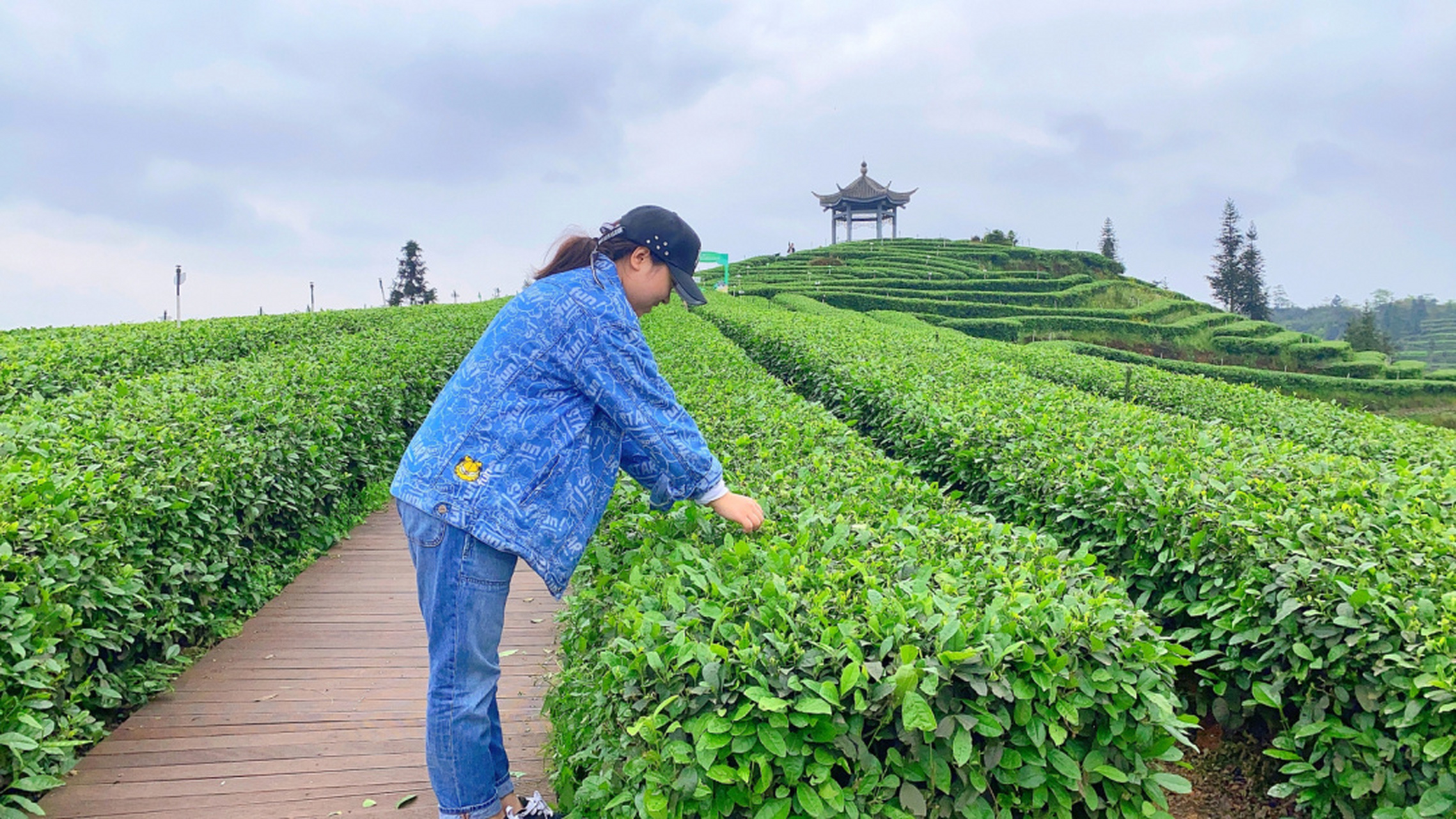 纳溪梅岭茶山公园图片