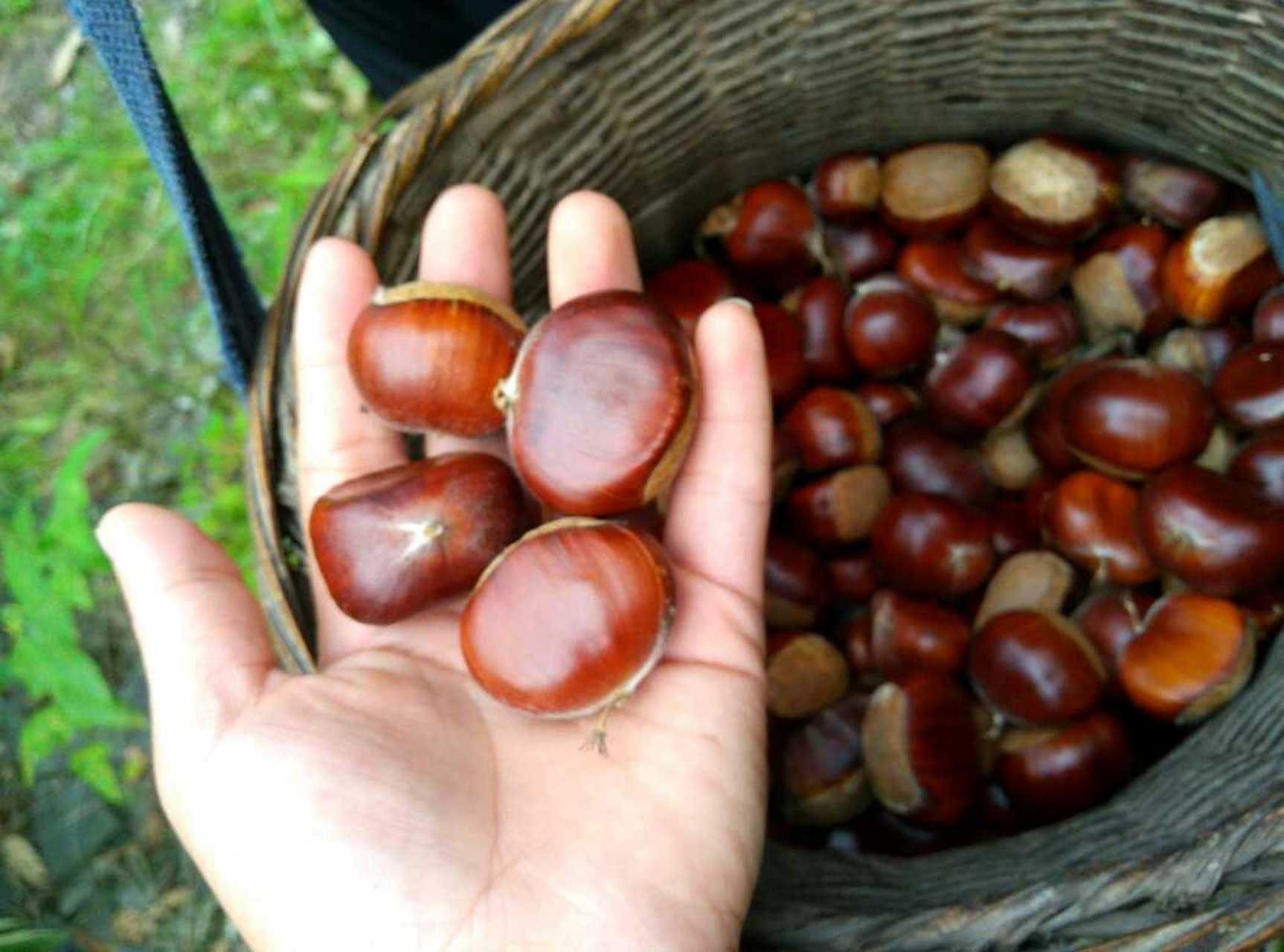 南阳特产——南召板栗 南召县种植板栗历史悠久,早在明清时代南召板栗