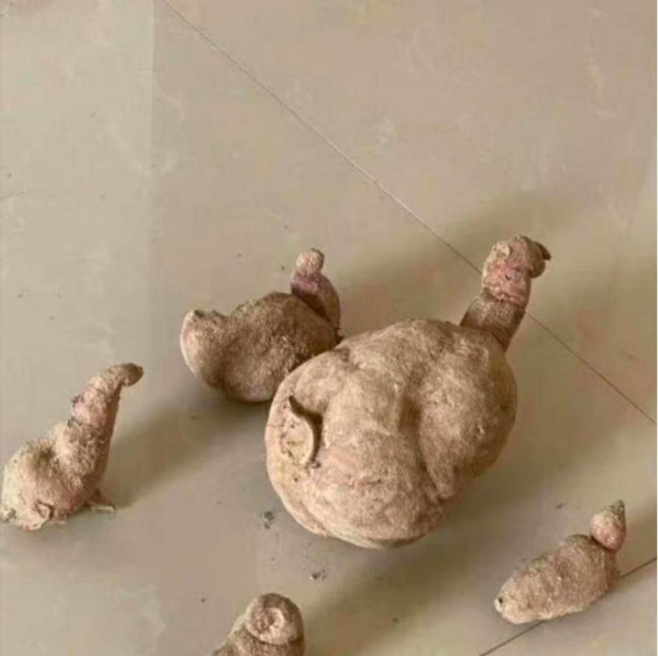 网友:红薯中的领导者,因为它们已经幻化人形了 #趣图搞笑