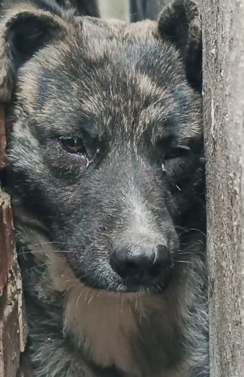 狗被困在墙缝里,看着主人流下绝望的泪水. 大家有什么好办法挽救吗?