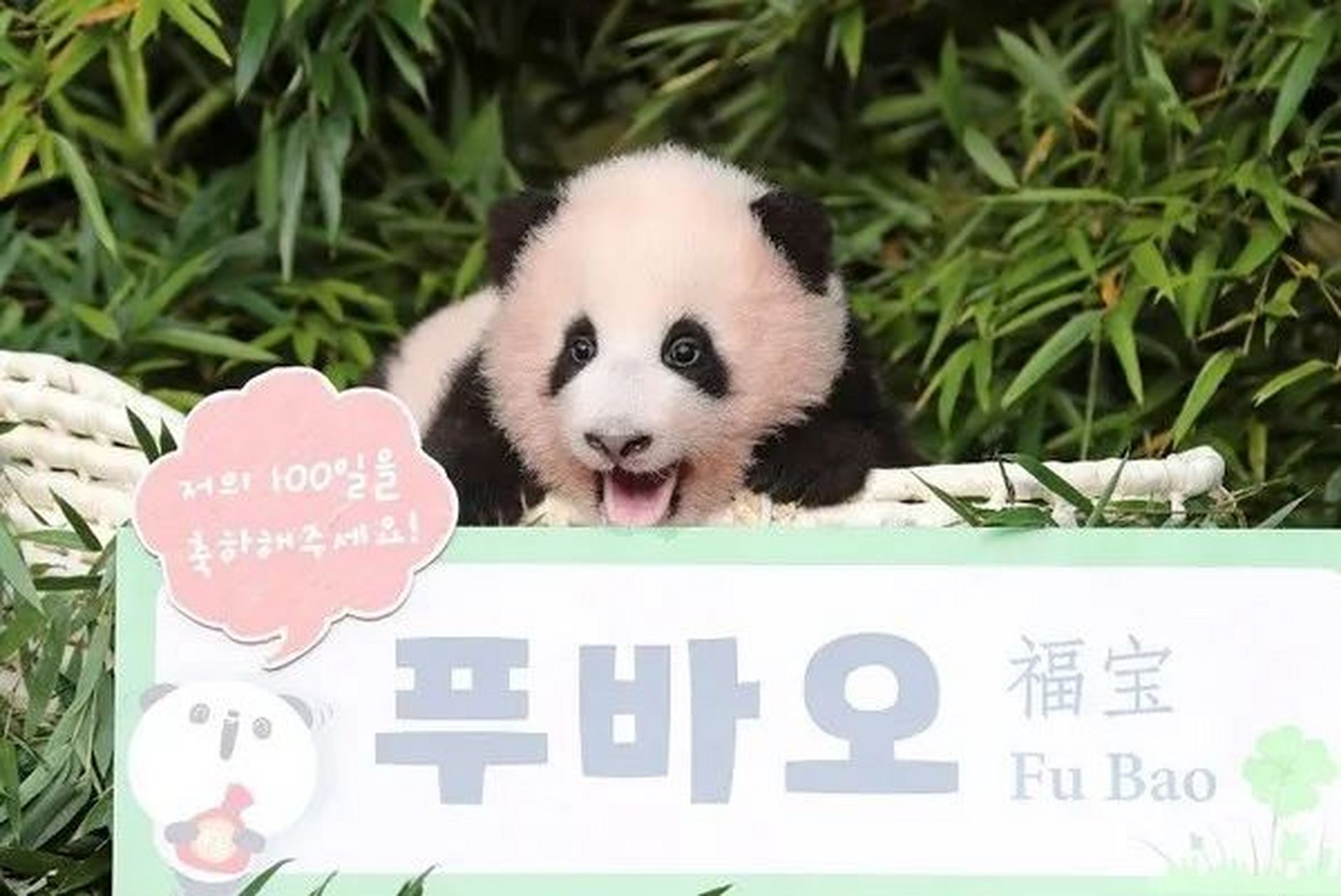 人人都想做小公主,这里有一只旅韩大熊猫福宝,它可是妥妥地被宠成了小