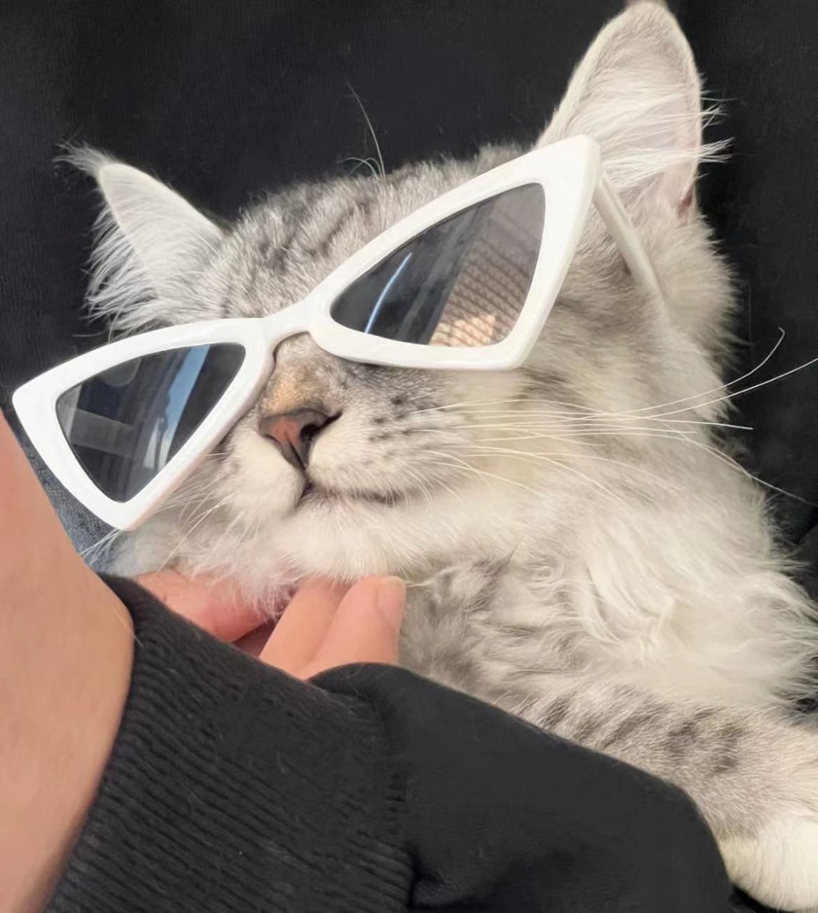 拽拽的猫咪#可爱的小猫咪# #宠物猫咪# #猫咪的迷惑行为