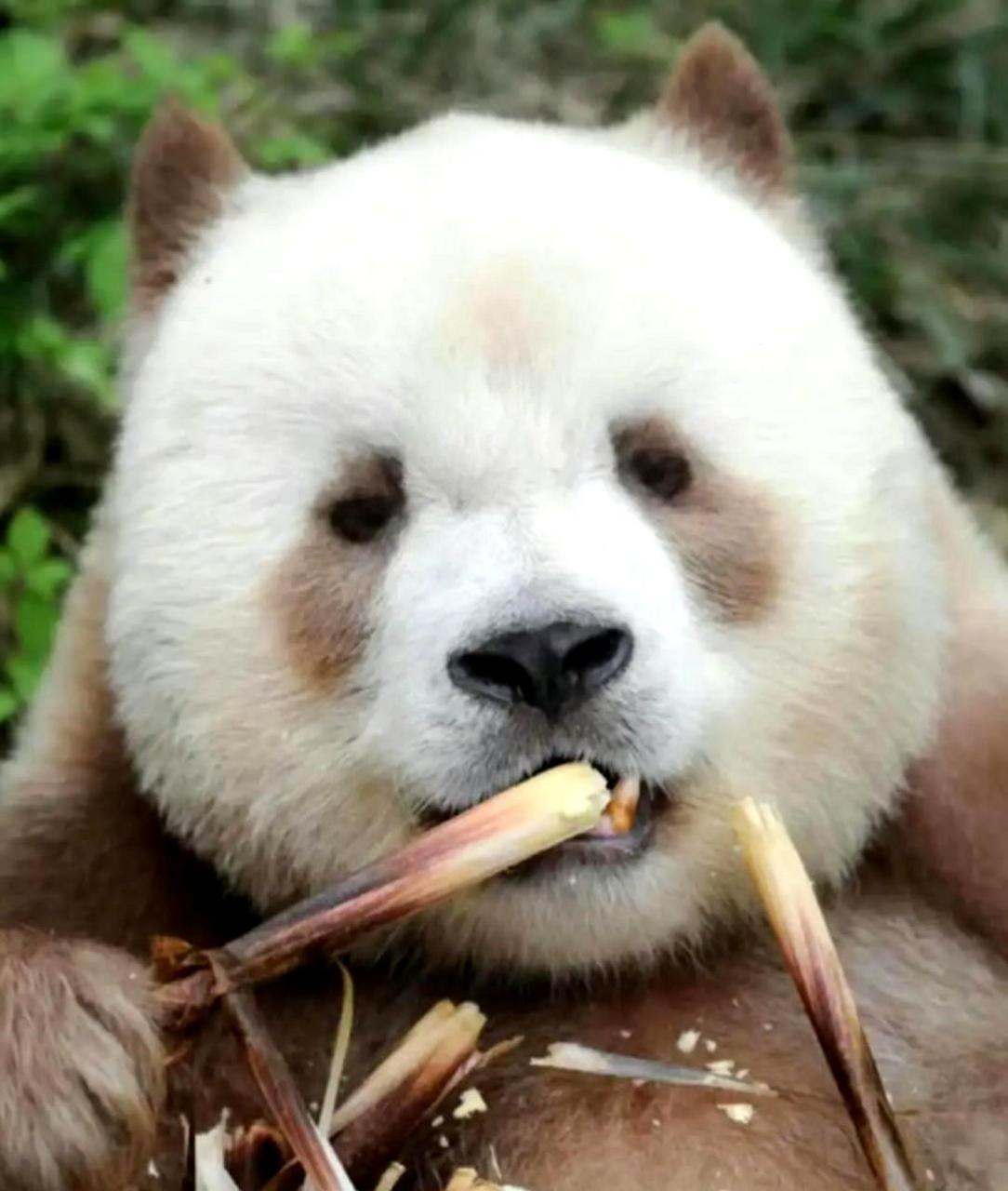 大熊猫原来也有不同的外貌啊.