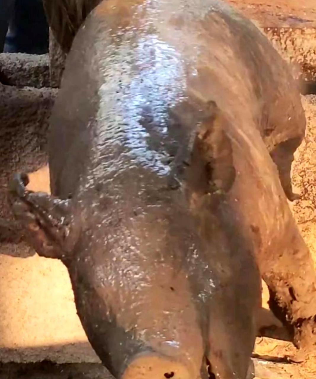 看到这样烤整只猪,让我觉得有些残忍,平时吃猪肉却没有什么感觉.