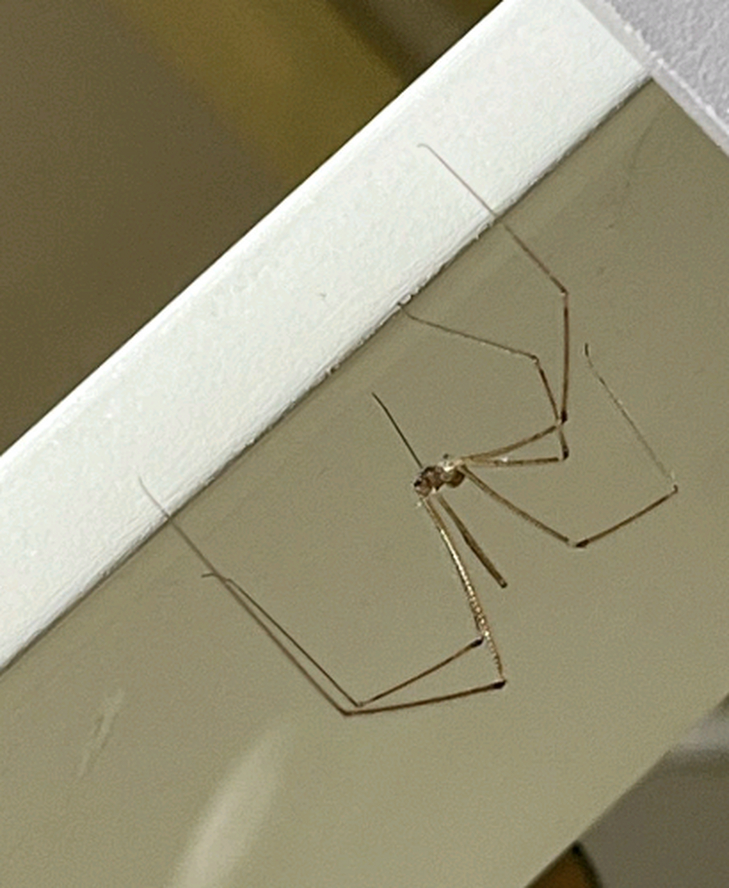 最害怕这种长腿蜘蛛,但偏偏碰见了,啊