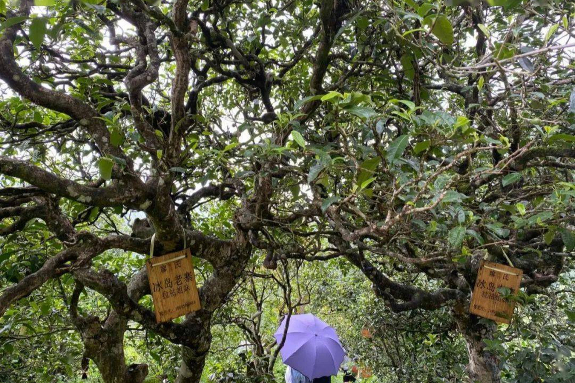 云南冰岛老寨,探秘普洱茶的圣地  冰岛老寨,这个被誉为普洱茶的圣地.