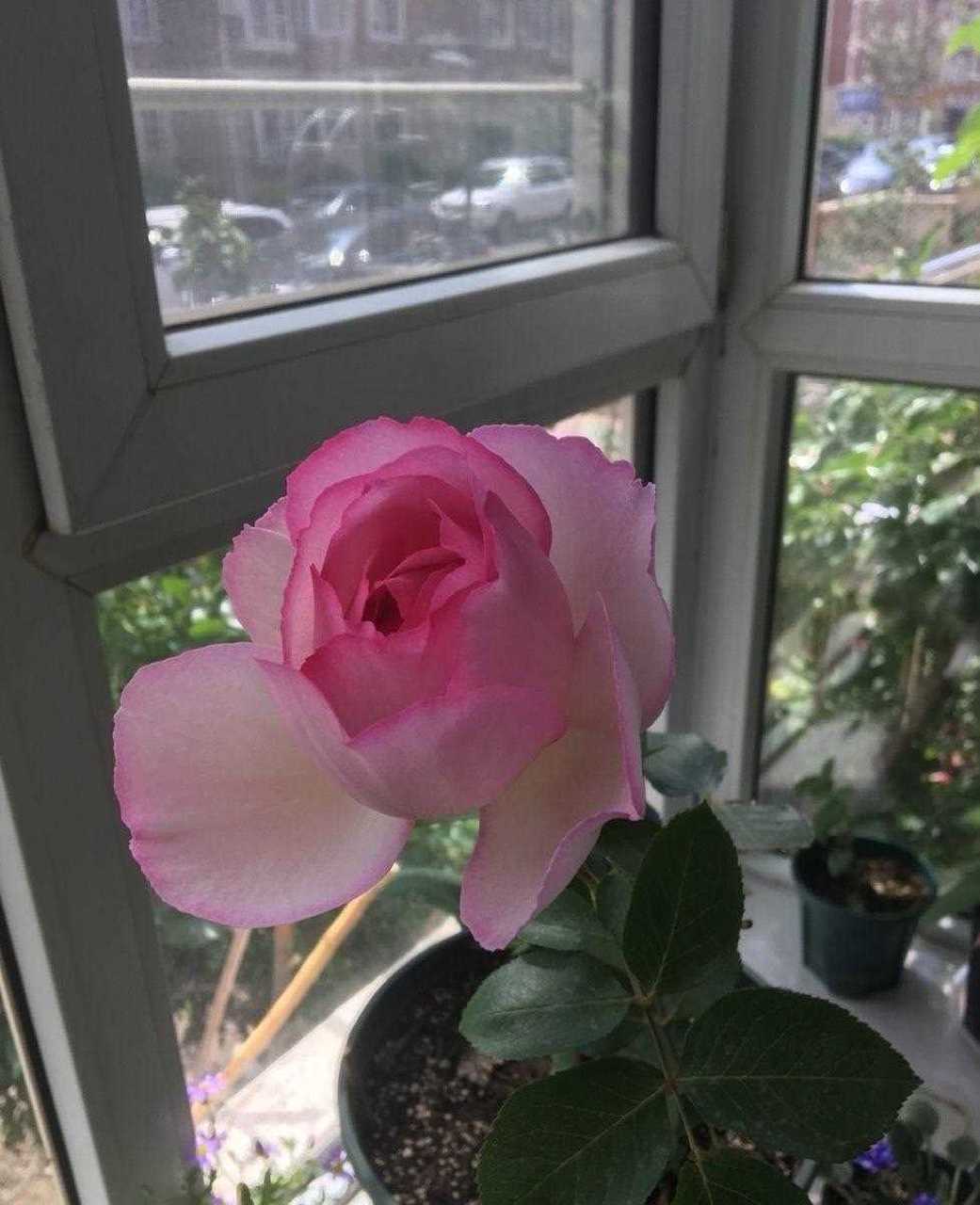 长得像牡丹花的月季——伊芙·繁华都市,花型圆润饱满,花色粉白相间