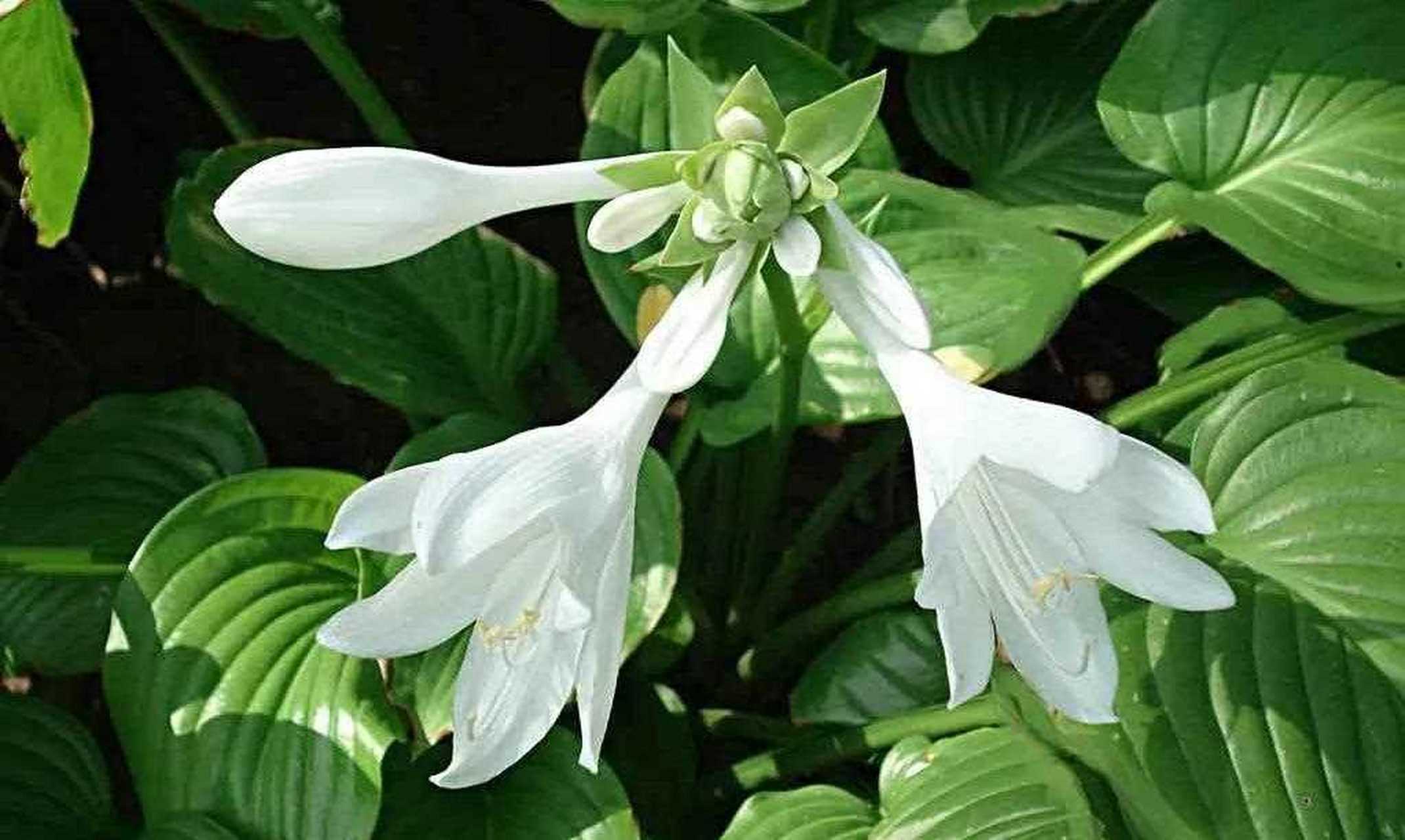 玉簪花又叫白鹤花,花朵好像白鹤一样,洁白素雅,芳香宜人