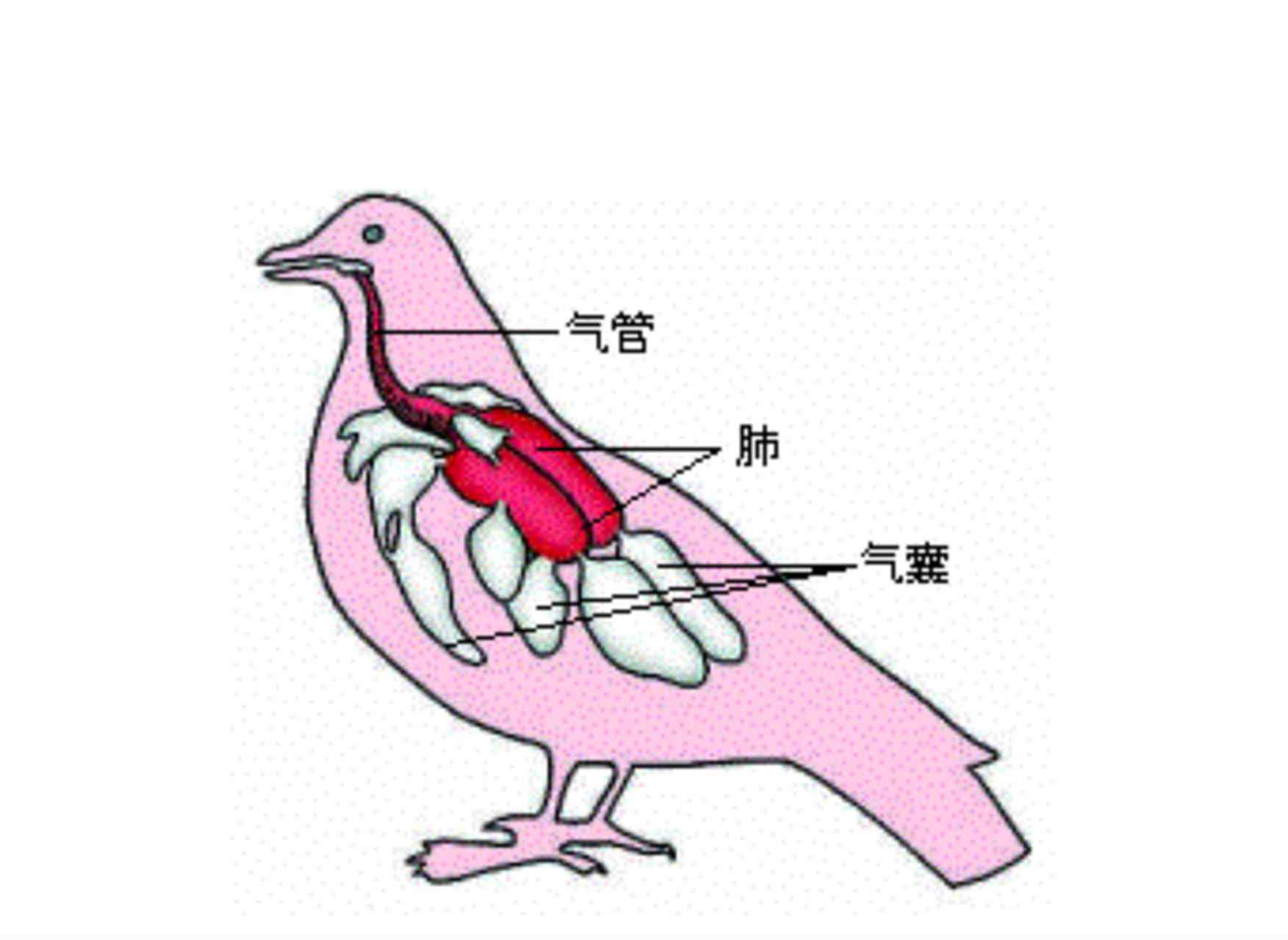 鸟类的骨头内部有很多空隙,有人认为这让身体更轻,更利于飞行.