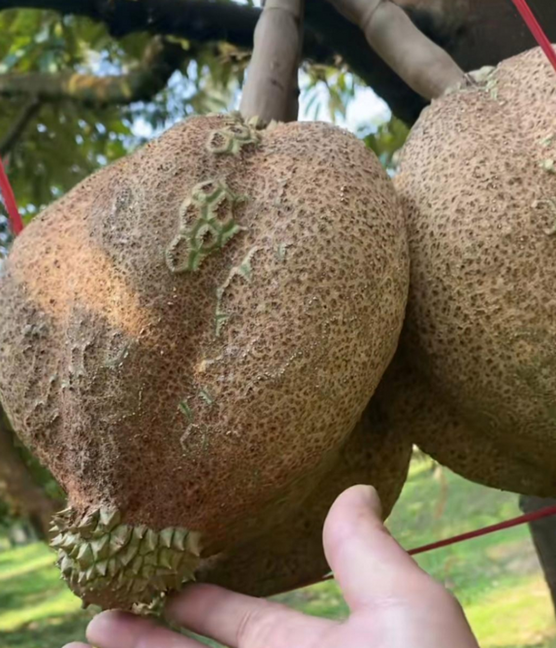 这是不是公榴莲,它怎么不带刺的?