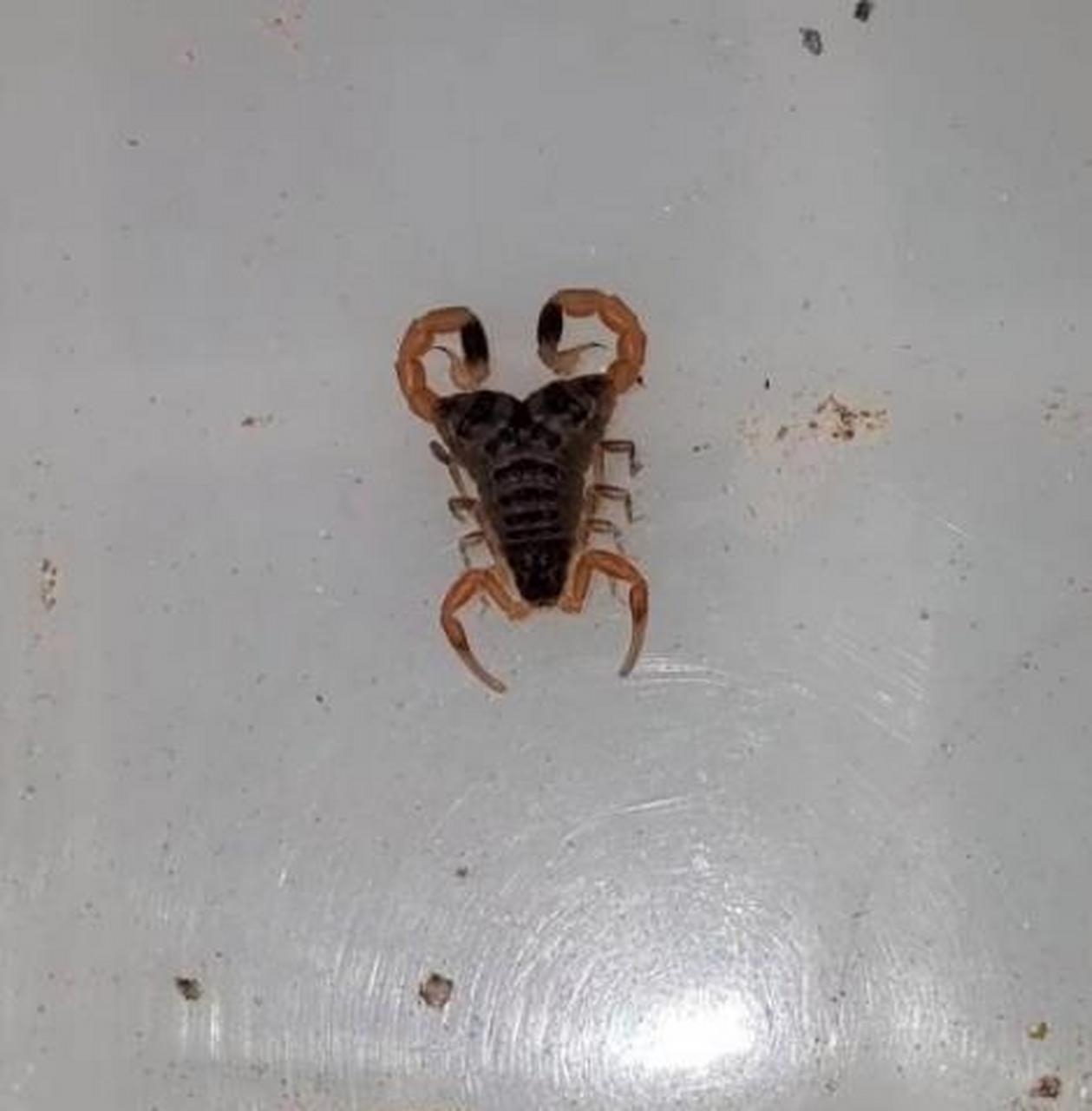 这蝎子有两条尾巴,够毒的!怎么拿才不会被蛰?