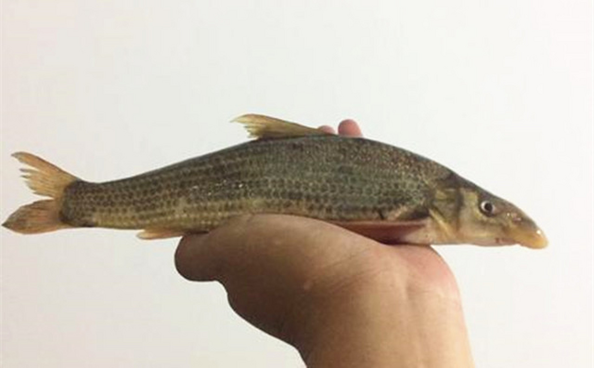 鸽子鱼,又名北方铜鱼,是中国特有的淡水鱼类,属于鲤科铜鱼属