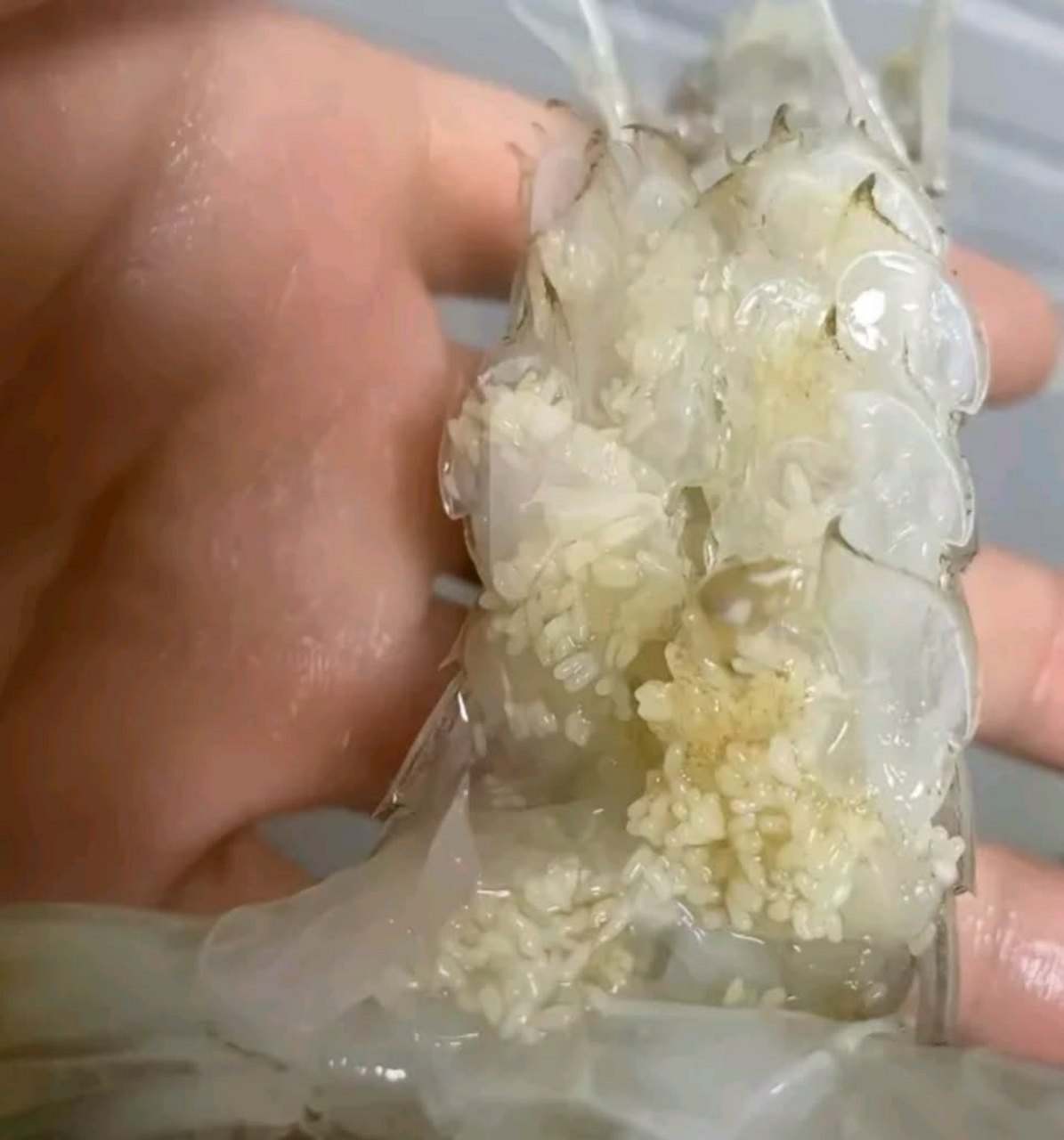 求助,这是虾卵还是虫卵?[抠鼻]