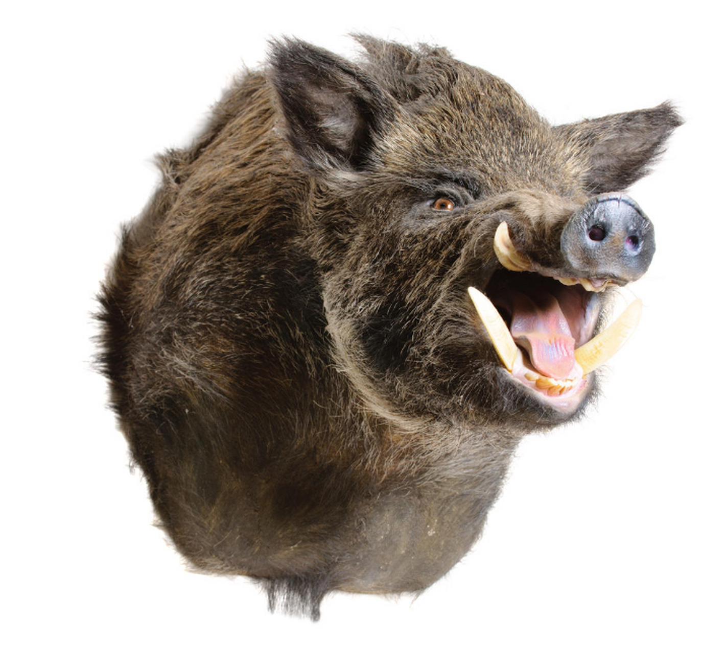 地球上最凶猛的动物 野猪 野猪体躯健壮,四肢粗短,头较长,耳小并直立